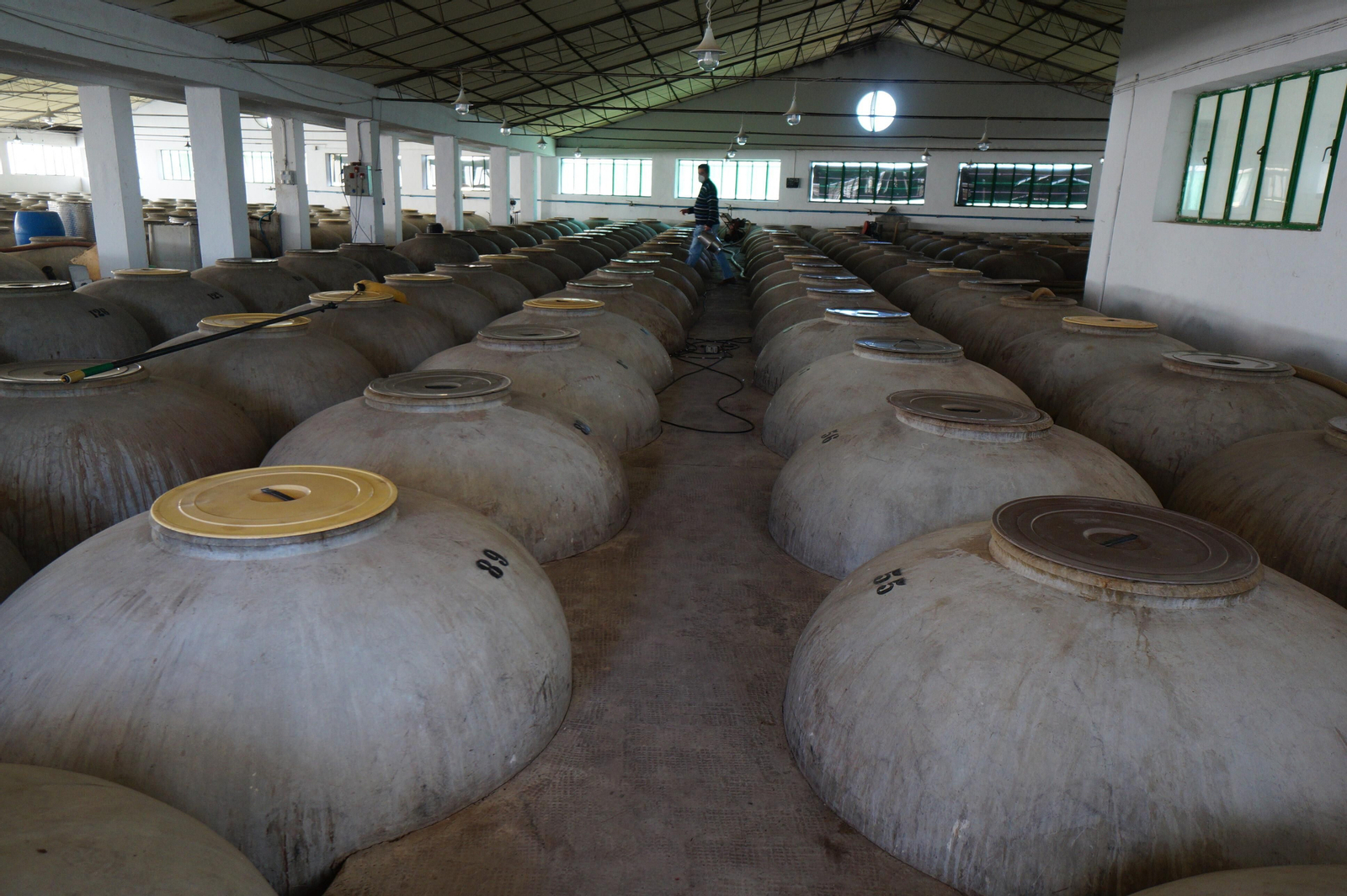 Un recorrido en fotografías por el vino nuevo de Moriles