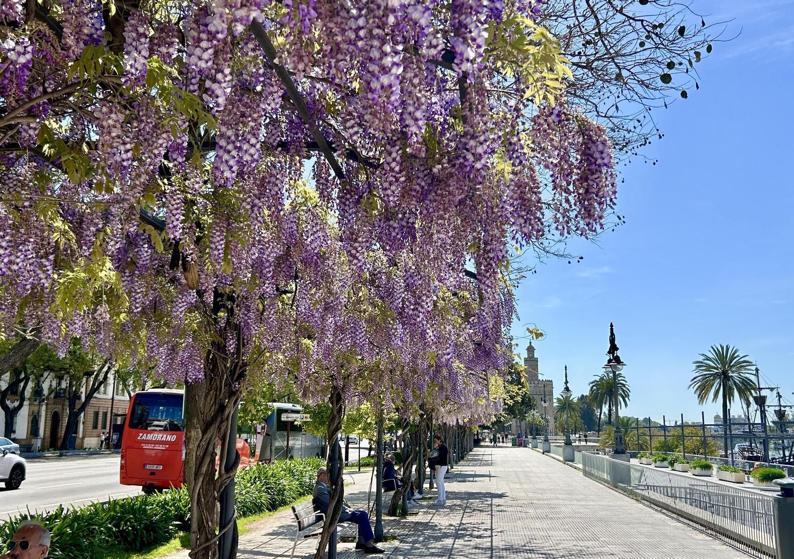 La belleza de las glicinias del Paseo de Cristóbal Colón