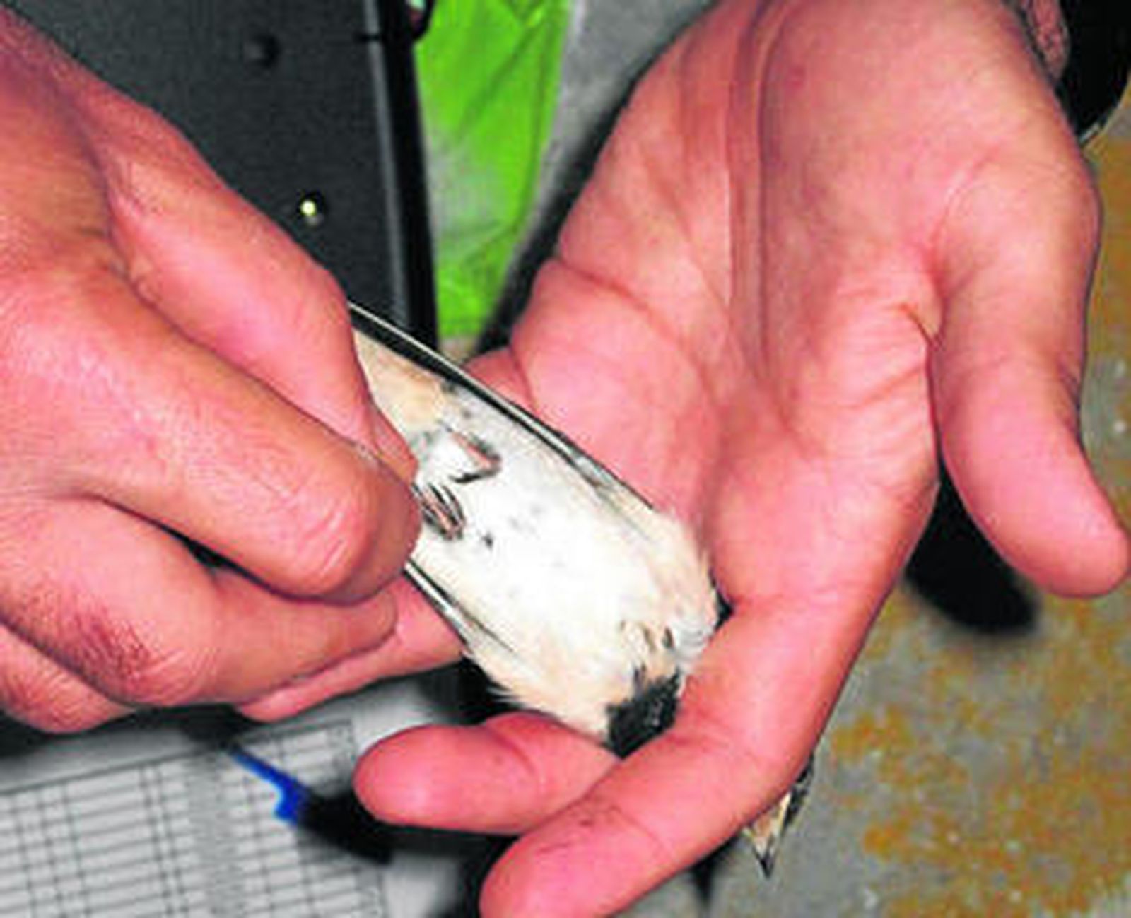 Anillamiento de golondrinas en Bahía Sur.