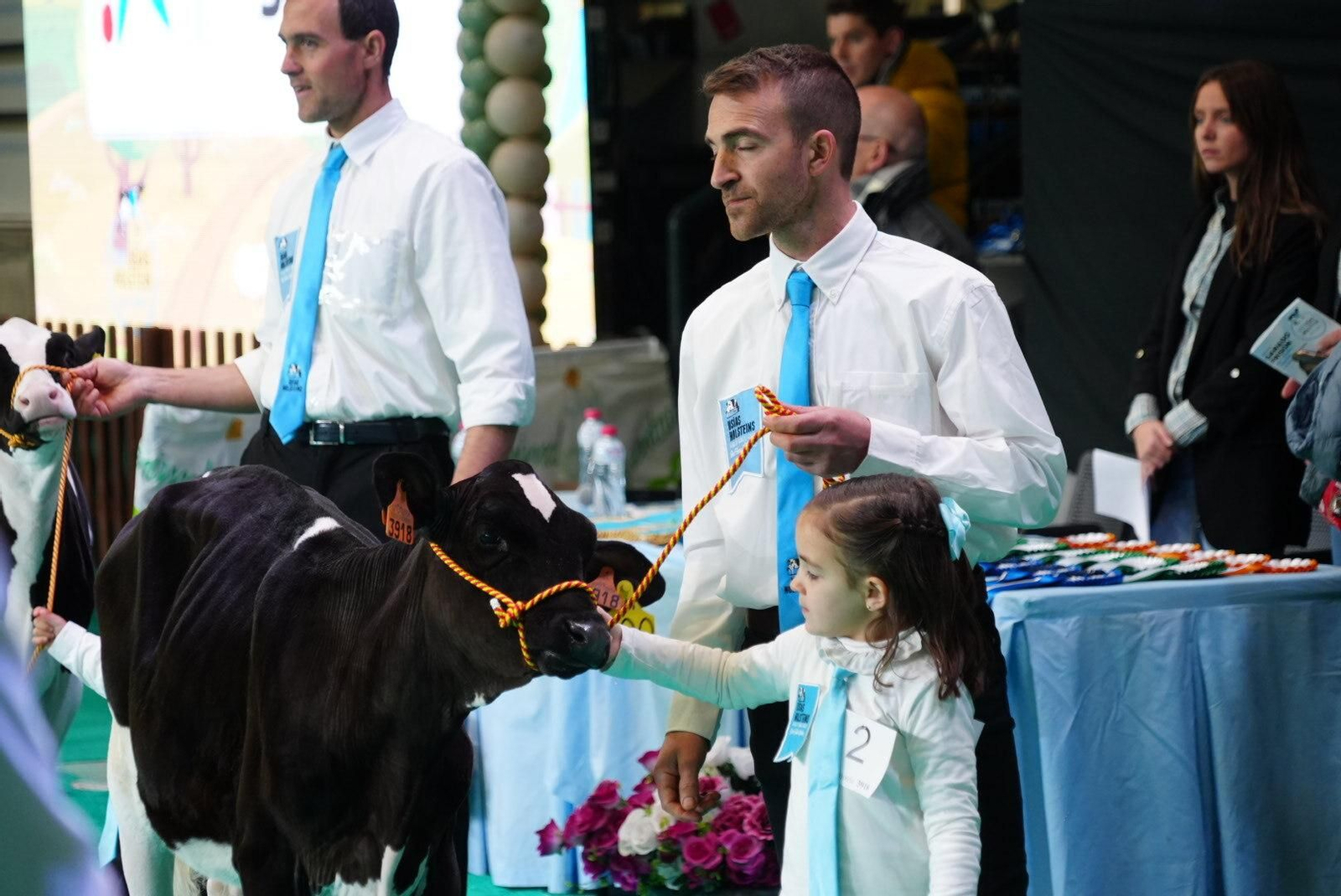 El Gran Campeonato de Novillas de la XVI Feria de Ganado Frisón Usías Holsteins de Dos Torres, en imágenes