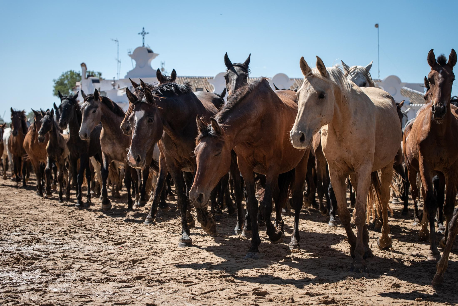Imágenes de la Saca de las Yeguas a su paso por El Rocío