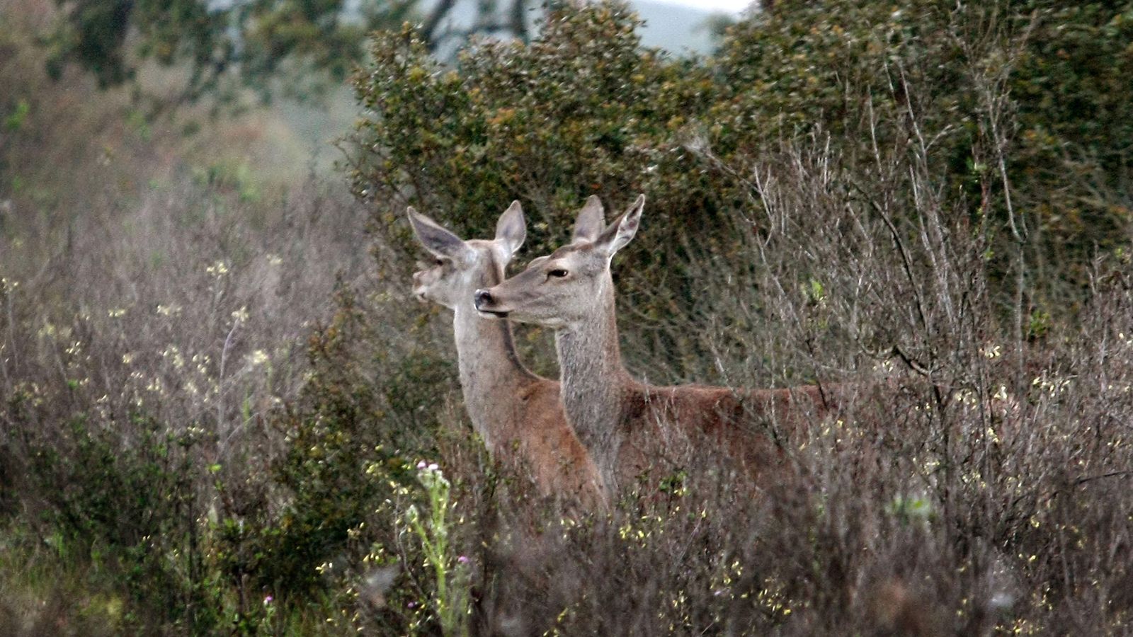 Dos ciervas entre la vegetación.