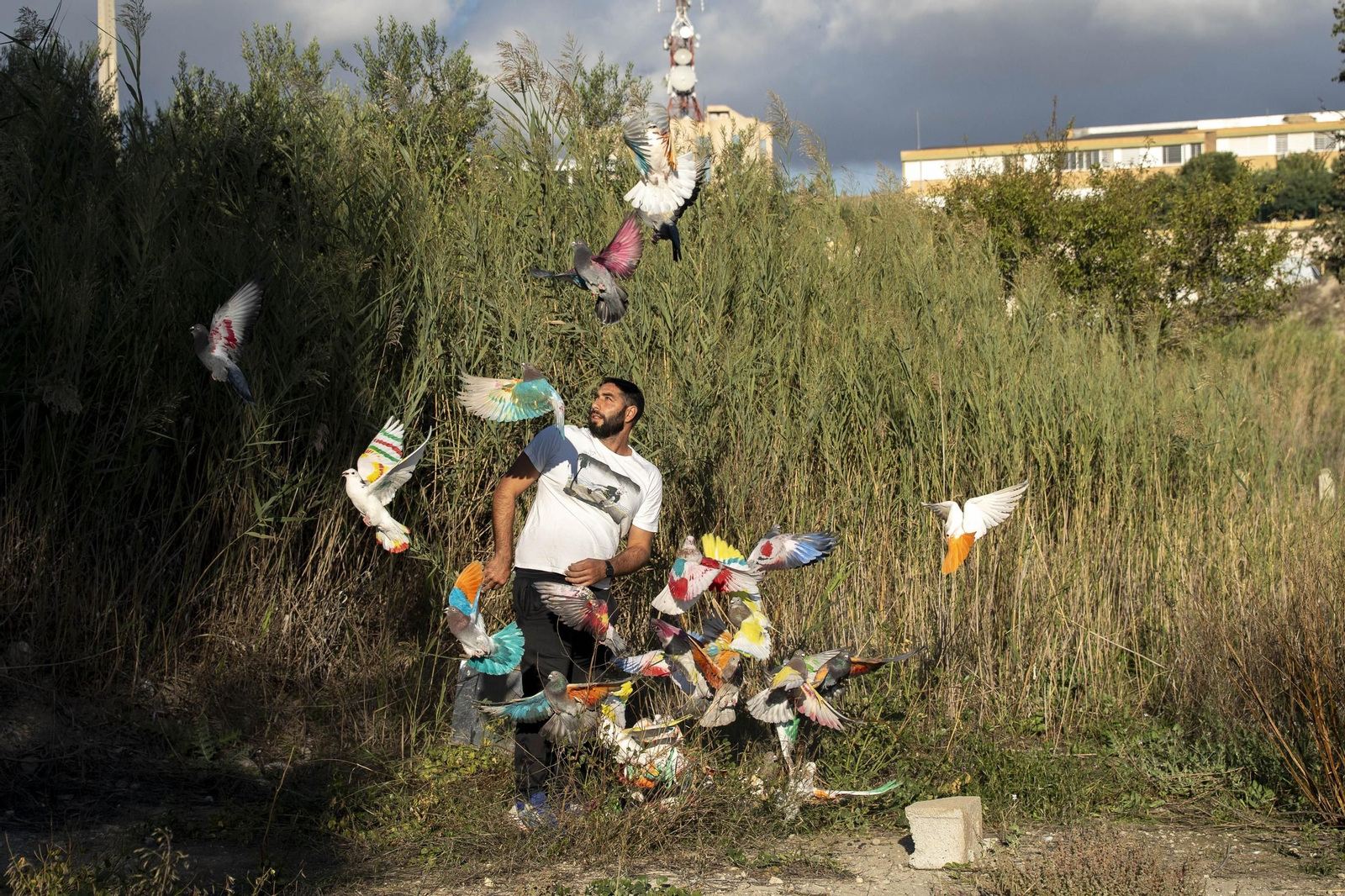 Las mejores imágenes de la suelta de palomos en la Feria de Albox