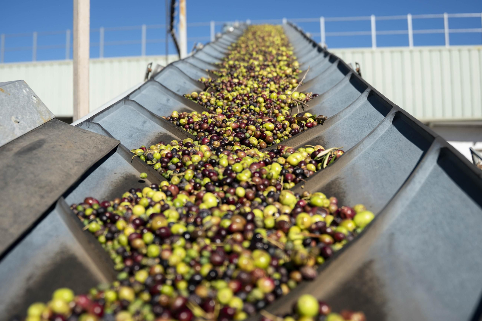 Os enseñamos como se hace el aceite en la almazara de Fiñana, en imágenes