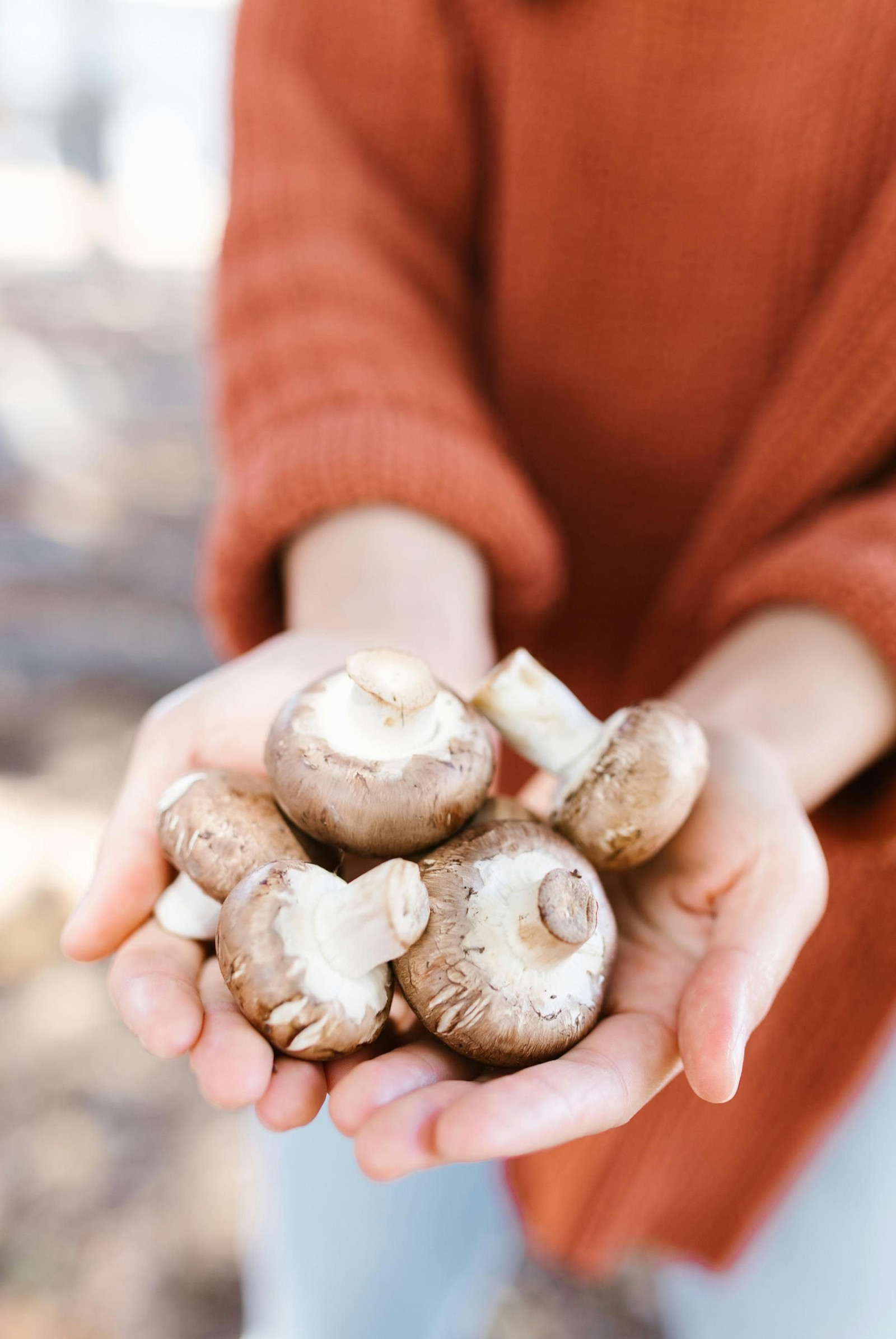 Utiliza una navaja para cortar por el pie la seta, es la manera más segura de que vuelva a crecer.