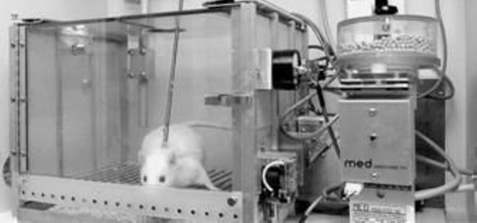 El centro de experimentación contará con ratones, ratas, conejos y peces.