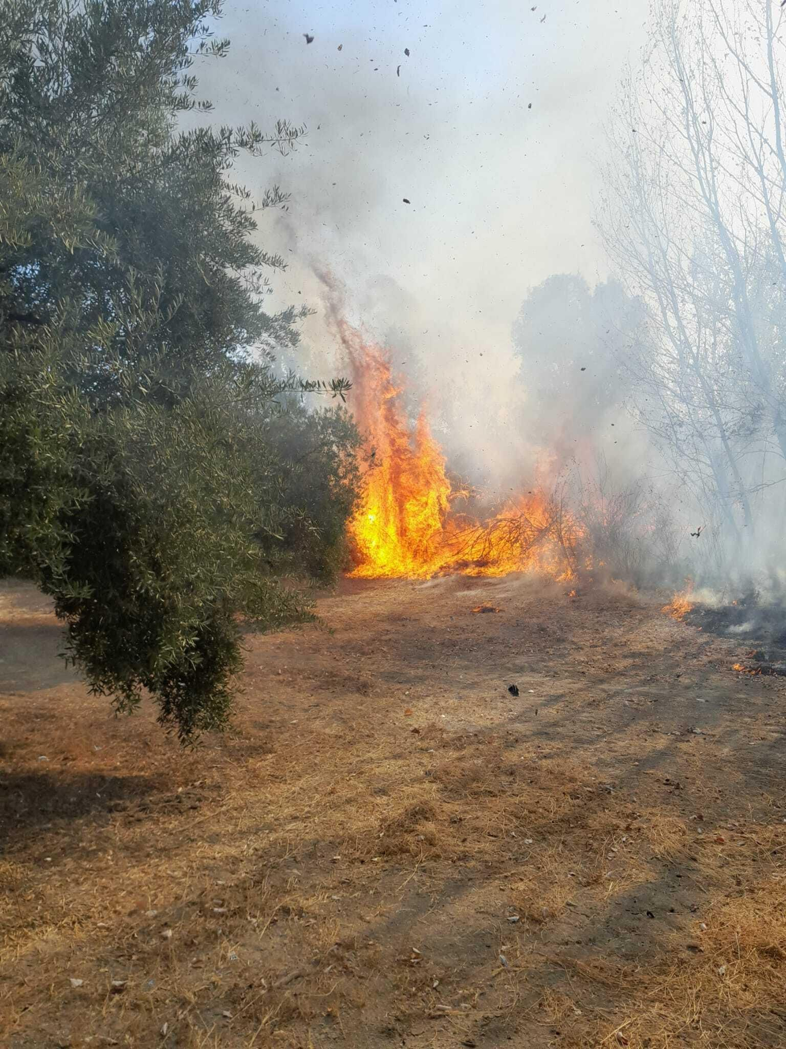 Incendio forestal declarado en Cabra.
