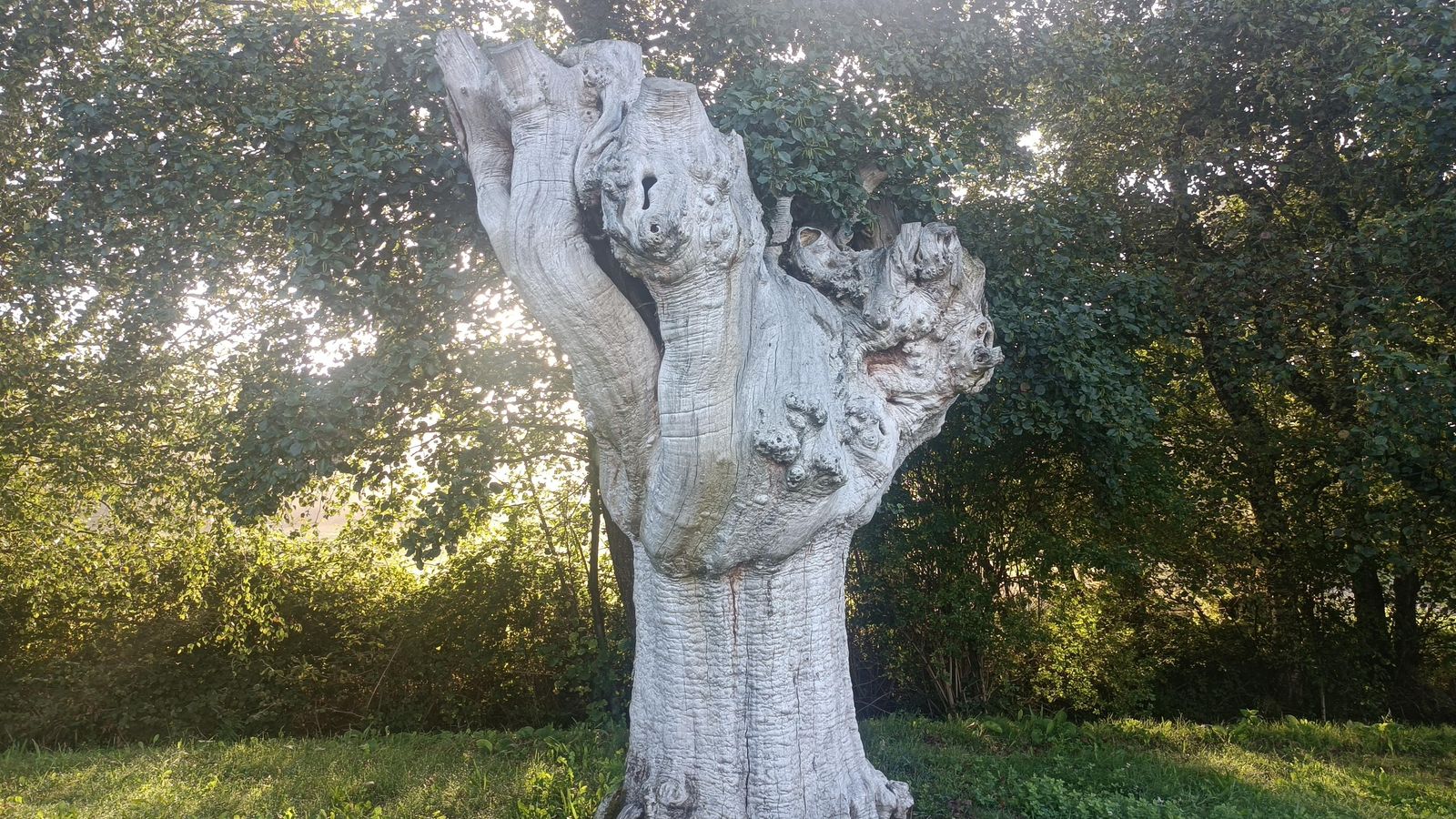 Un imponente tronco blanco antes de llegar a Castroverde.