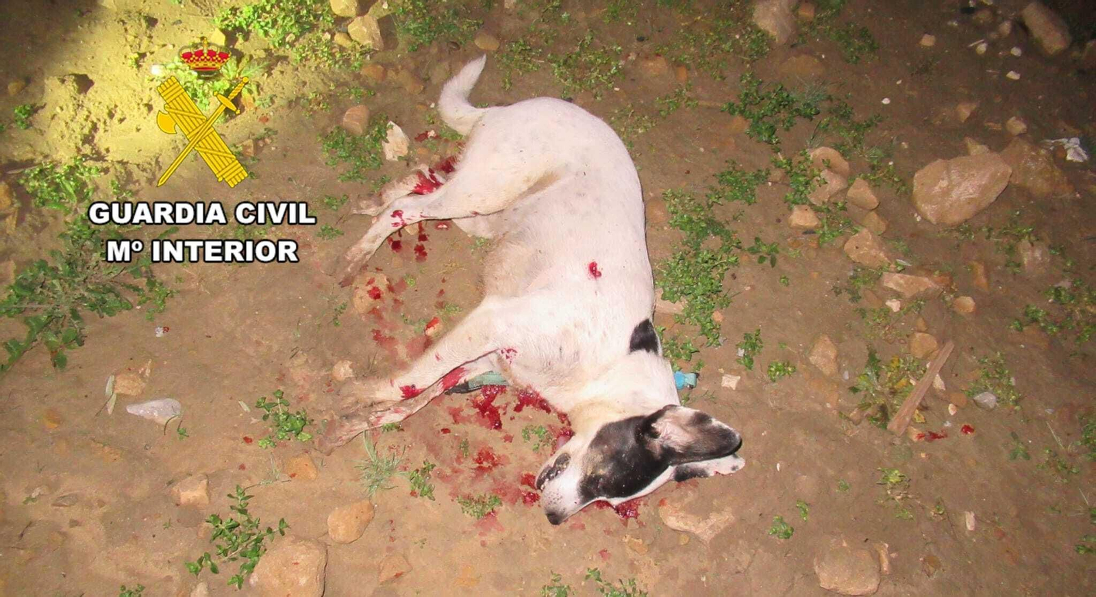 Encontraron al animal fallecido y sangrando.