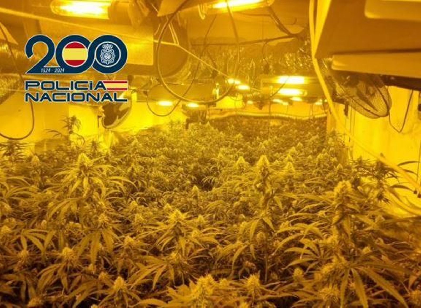 Plantación de marihuana en el interior del garaje