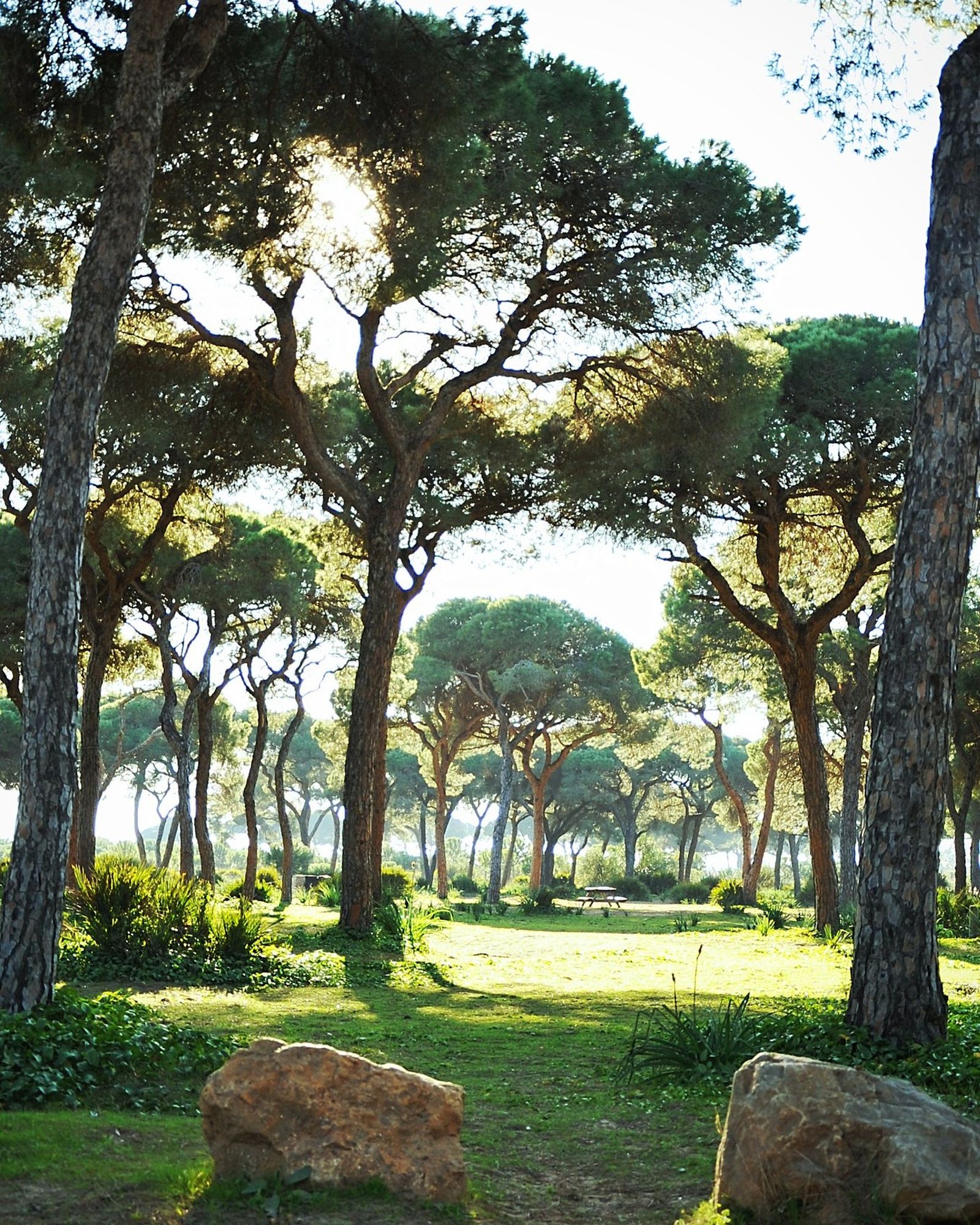 El pinar de Chipiona. Turismo Chipiona