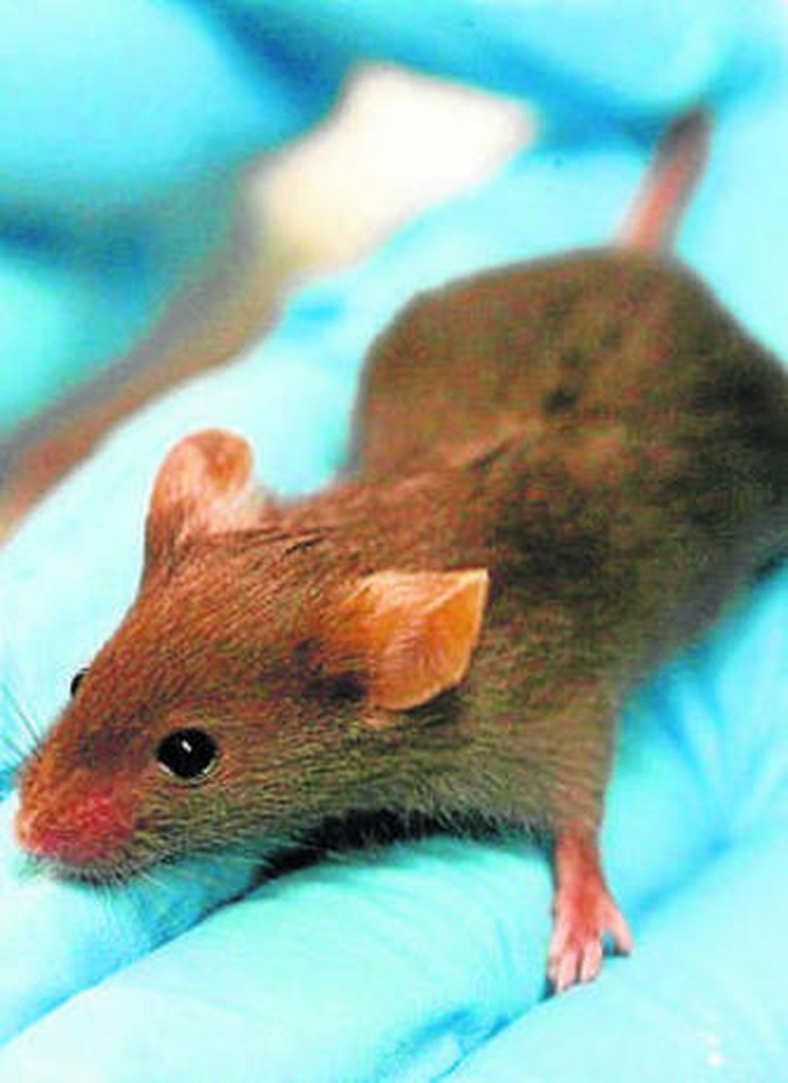 Ratón de laboratorio.