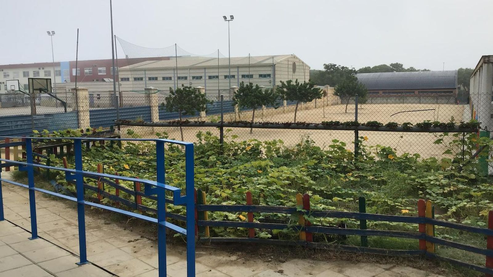 El huerto escolar del colegio Blas Infante.