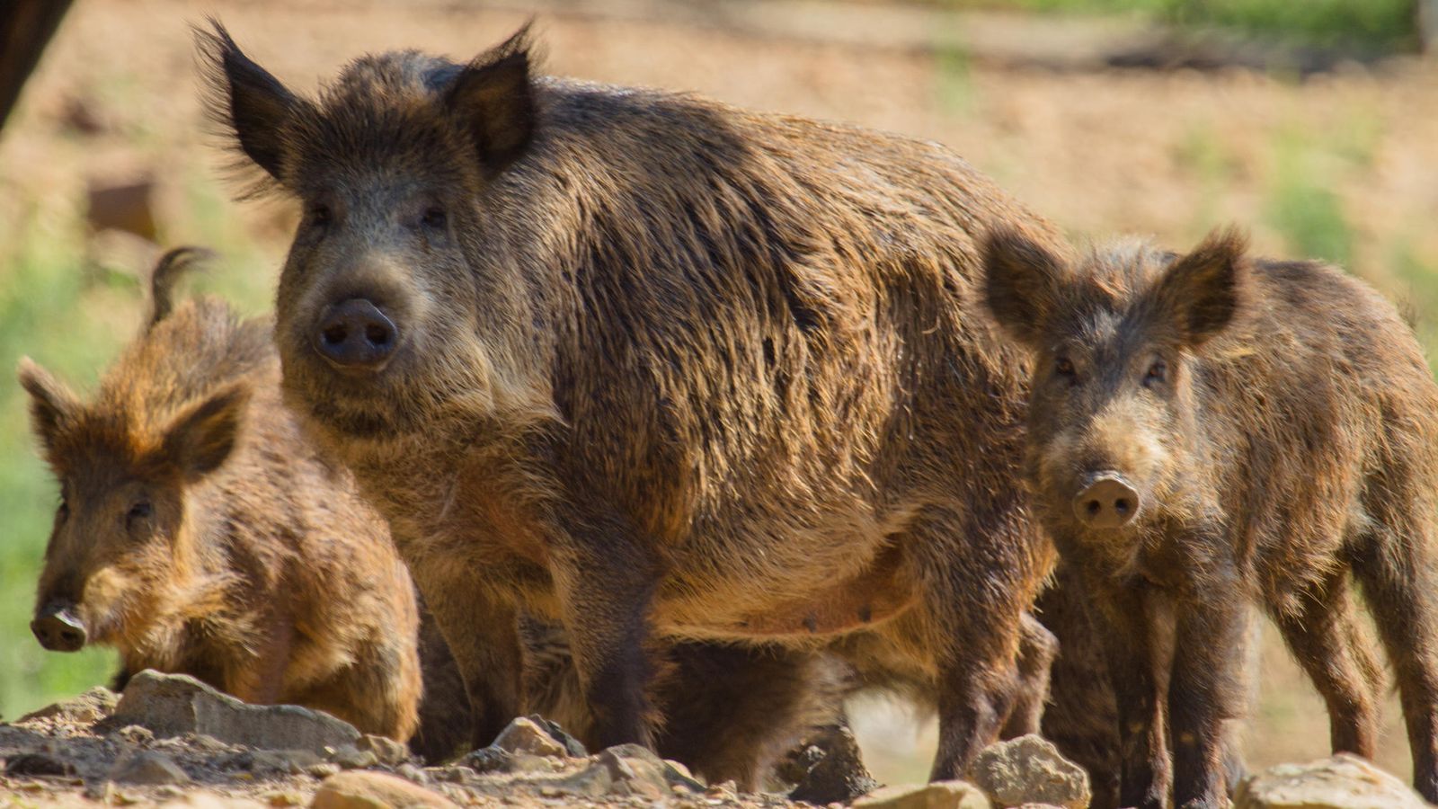 Población de jabalíes.