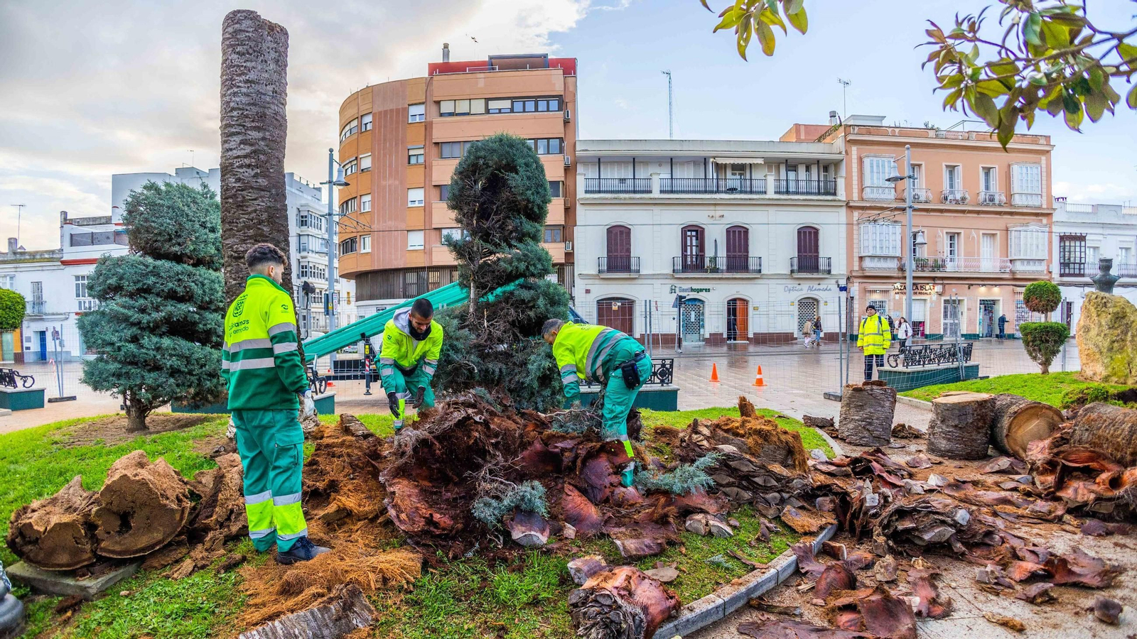 Operarios de parques y jardines trabajan en la retirada de las palmeras en mal estado de la céntrica alameda Moreno de Guerra, en una imagen del Ayuntamiento de San Fernando