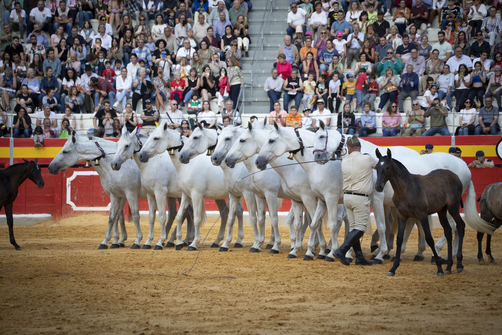 La exhibición del Ejército en la Plaza de Toros de Granada, en imágenes