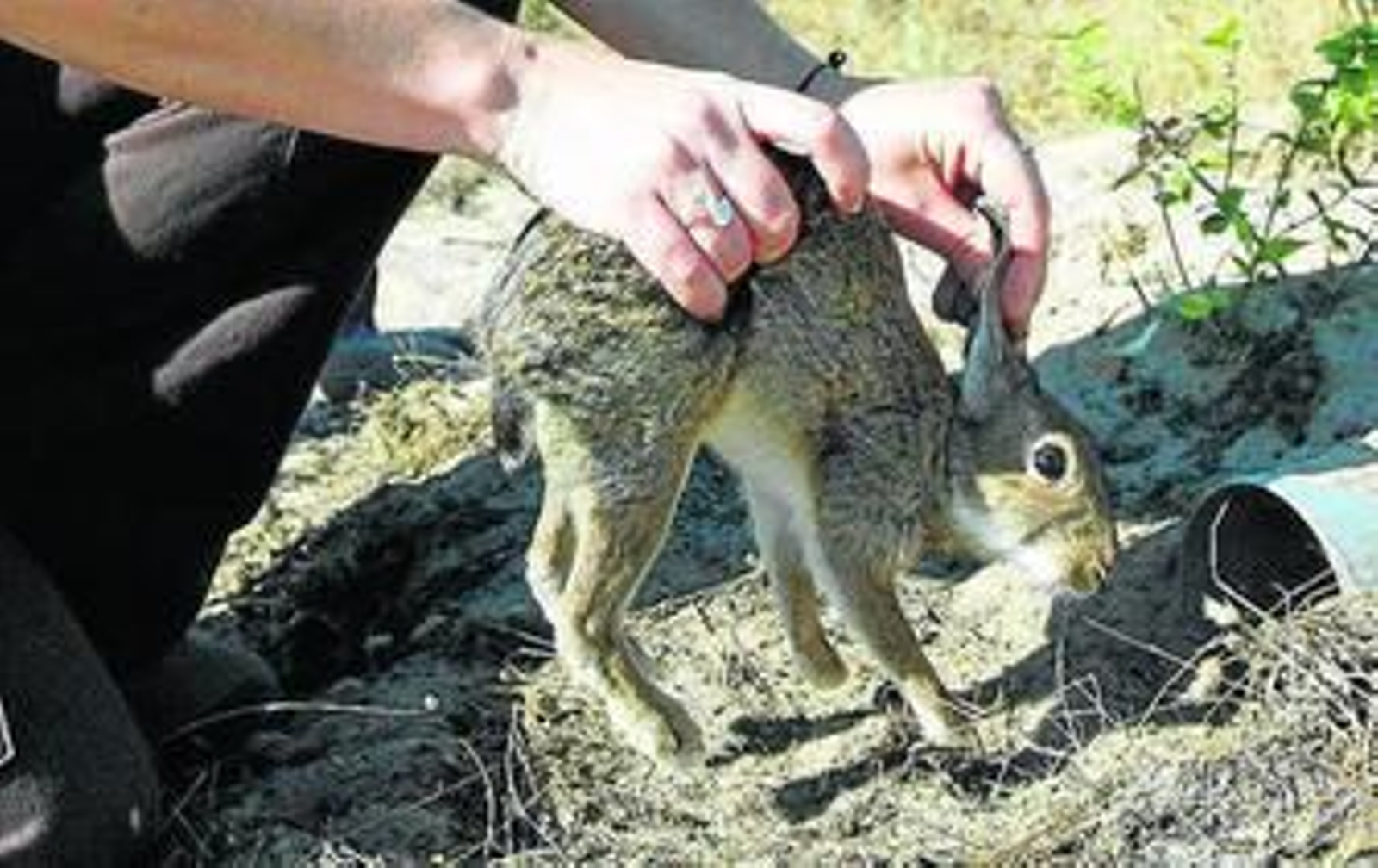 Suelta de conejos en Doñana.