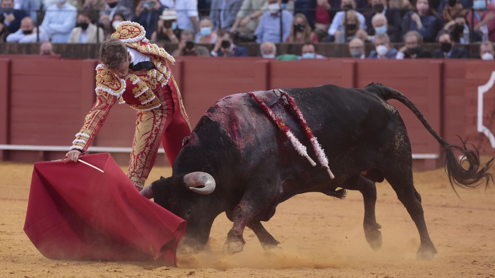 Manuel Escribano toreando a su primer 'miura'.