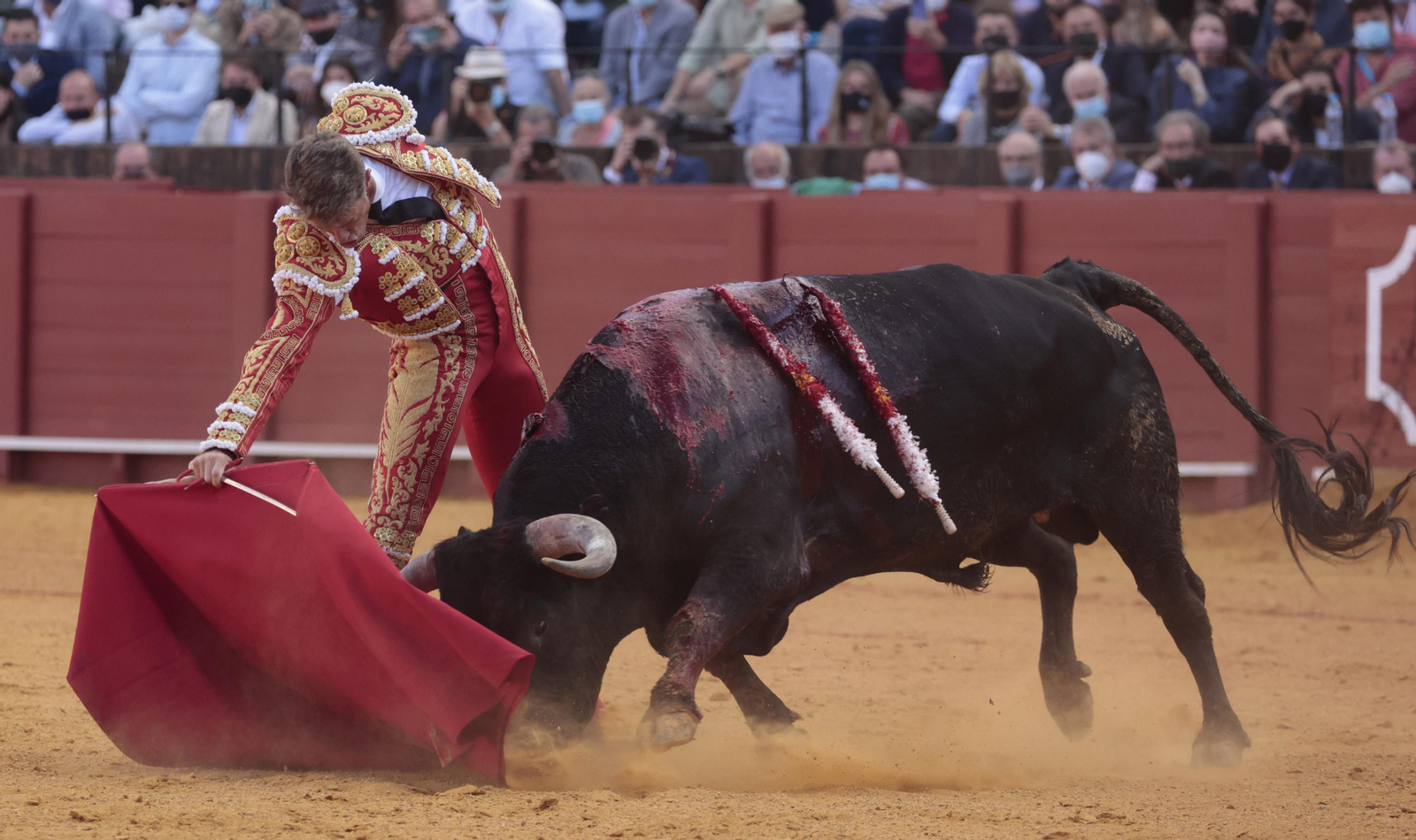Manuel Escribano toreando a su primer 'miura'.