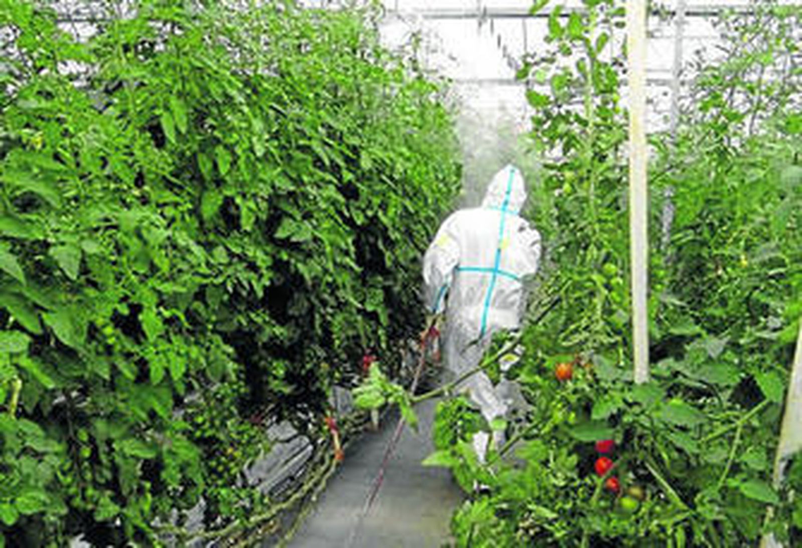 Algunos fitosanitarios no estaban registrados en España y estaban formulados a base de una sustancia patentada por Bayer.