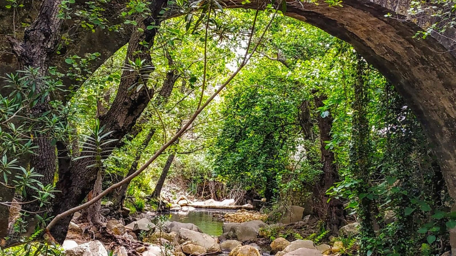 Bóvedas vegetales que encuentras en el sendero del río de la Miel.