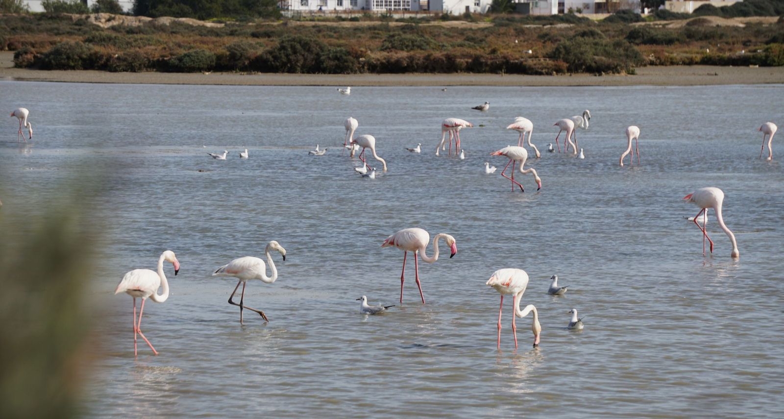 Flamencos en la marisma de Chiclana