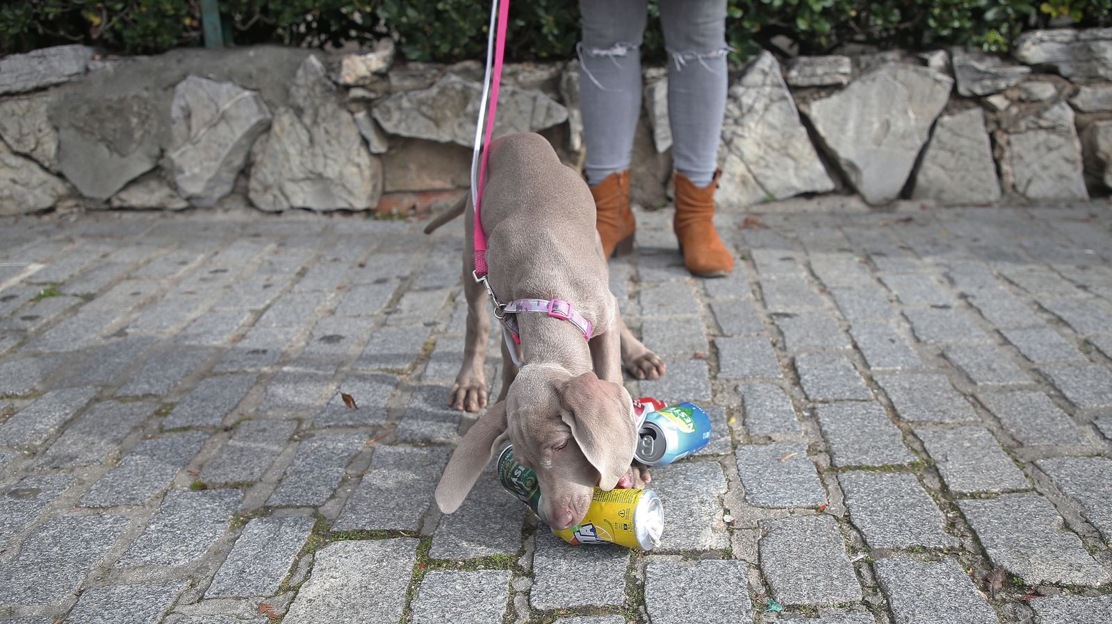 Fotos del arrastre de latas en Algeciras