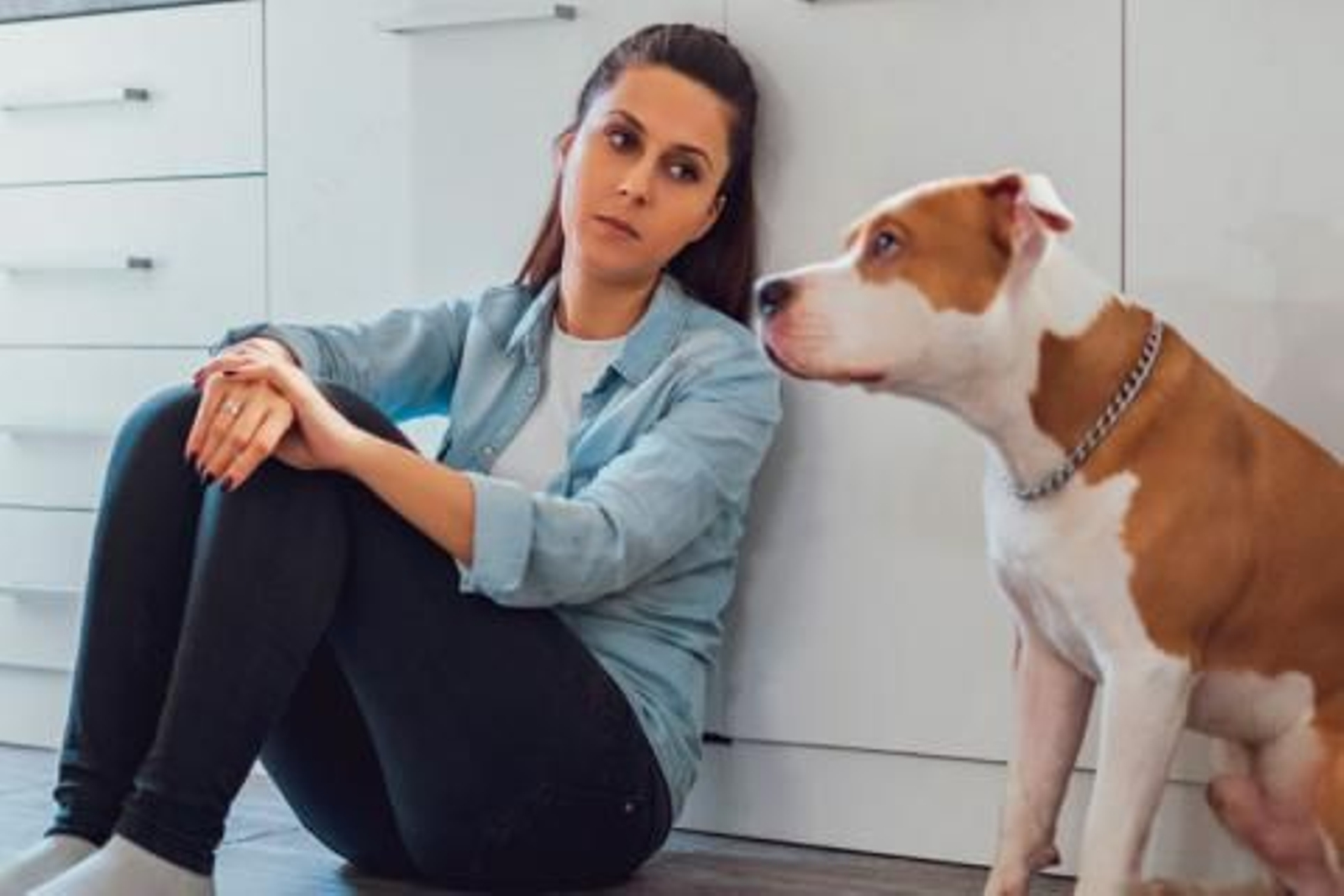 Más de 900 mascotas son víctimas de violencia de género al protegerlas de sus agresores