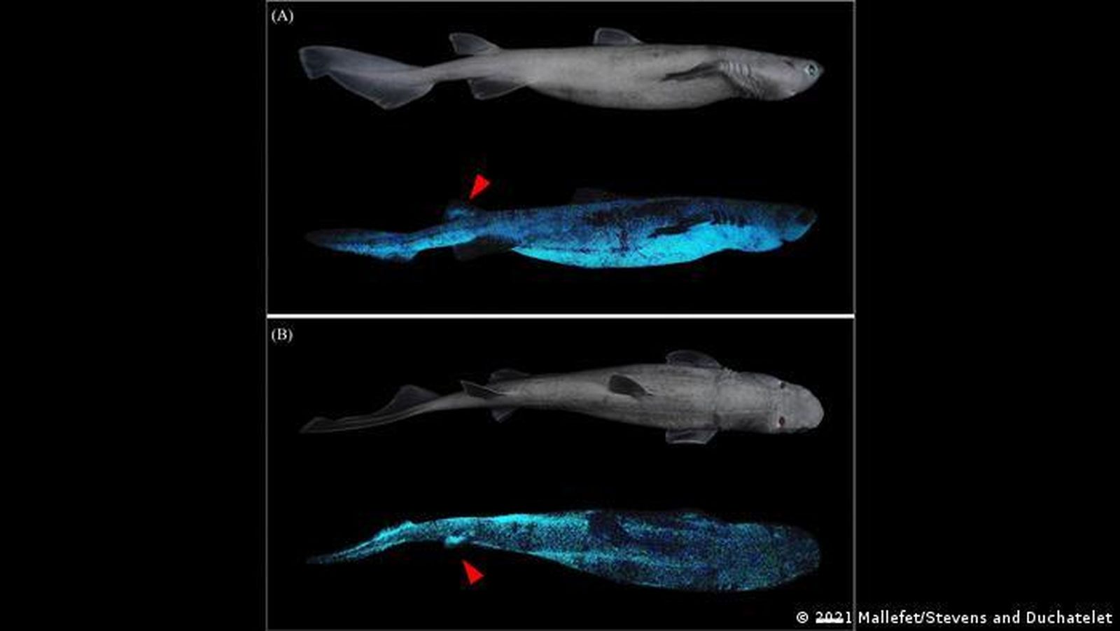 Descubiertos en Nueva zelanda unos tiburones que brillan en la oscuridad