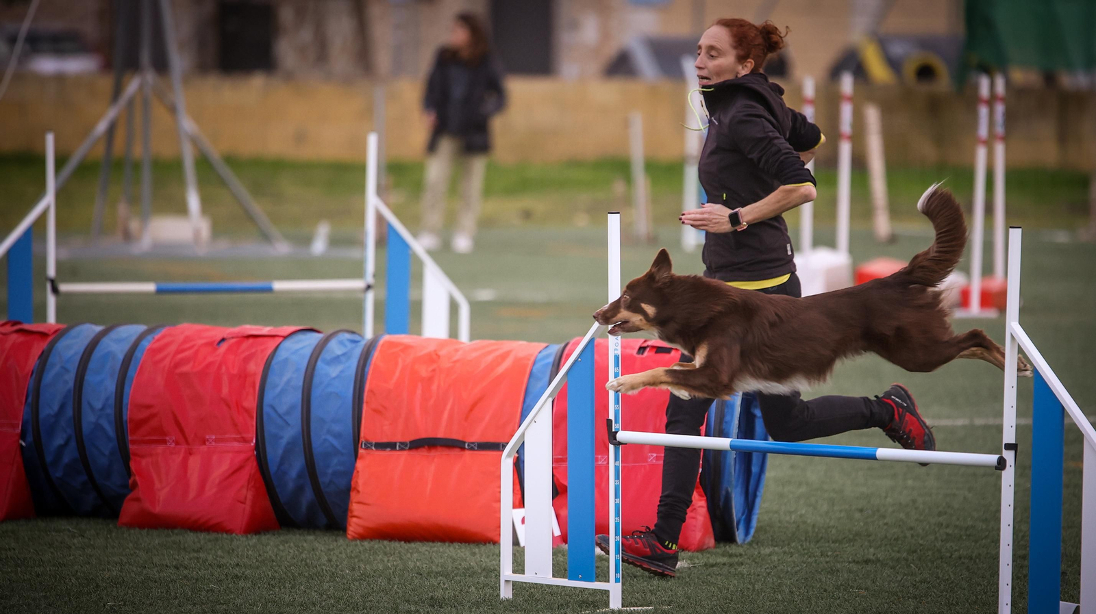 Habilidad canina en la prueba puntuable para el Campeonato de España de 'Agility' celebrado en Jerez Espectaculares las pruebas de disciplina canina puntuables para el Campeonato de España de Agility