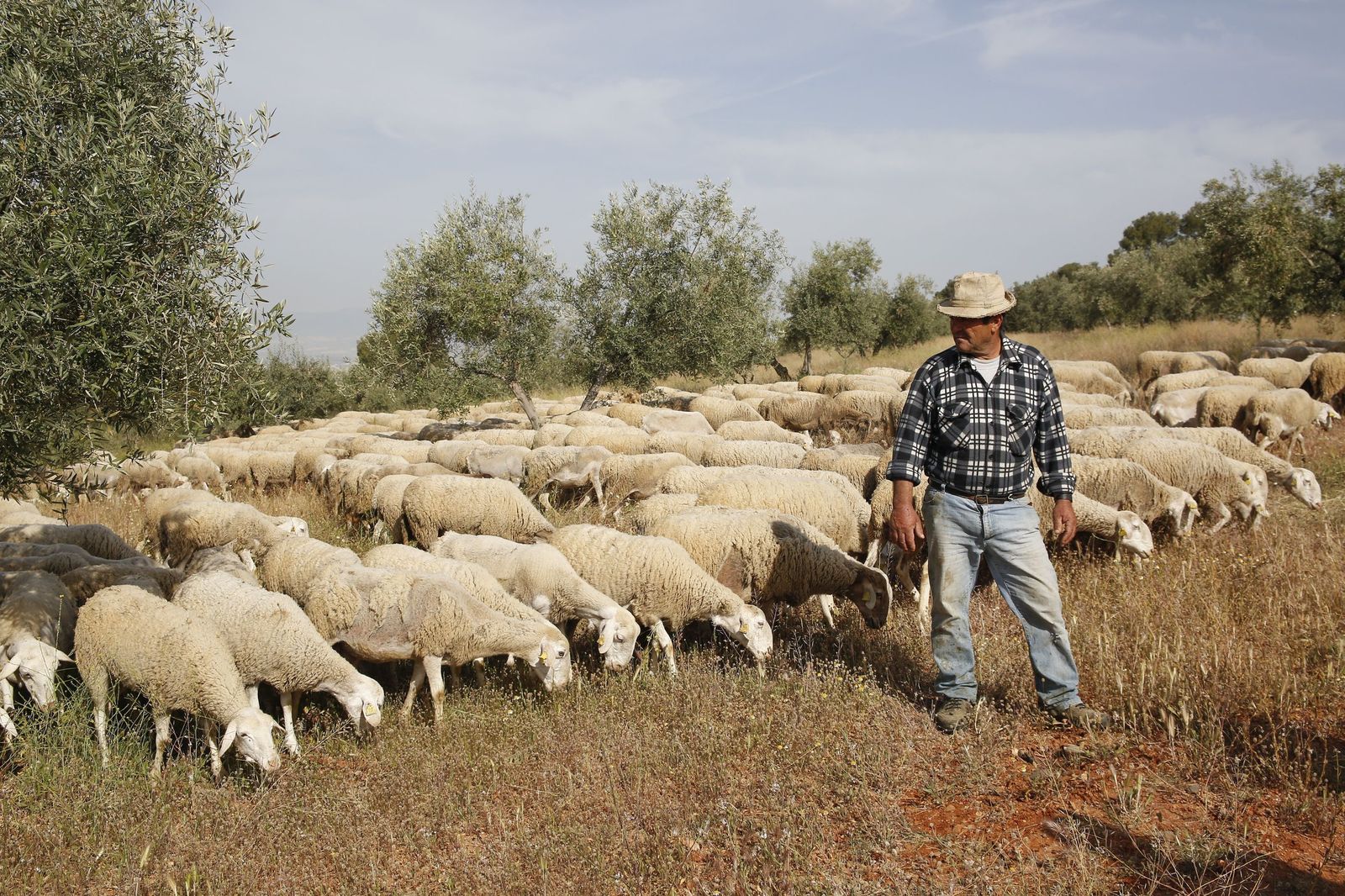 Cooperativas Agro-alimentarias llama la atención sobre la alta incidencia que está teniendo la fauna salvaje en los estatus sanitarios de los rebaños.