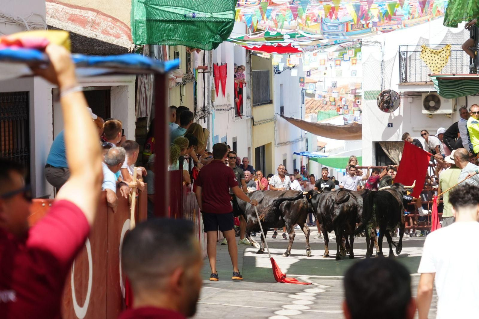 Las mejores imágenel del encierro de vaquillas de El Viso