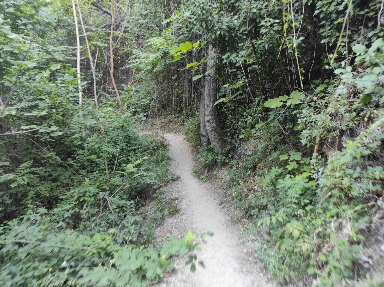 Los caminos entre árboles, vegetación y lianas te recordarán a la selva amazónica por momentos, aunque estés en un bosque típicamente andaluz. Los caminos entre árboles, vegetación y lianas te recordarán a la selva amazónica por momentos, aunque estés en un bosque típicamente andaluz.