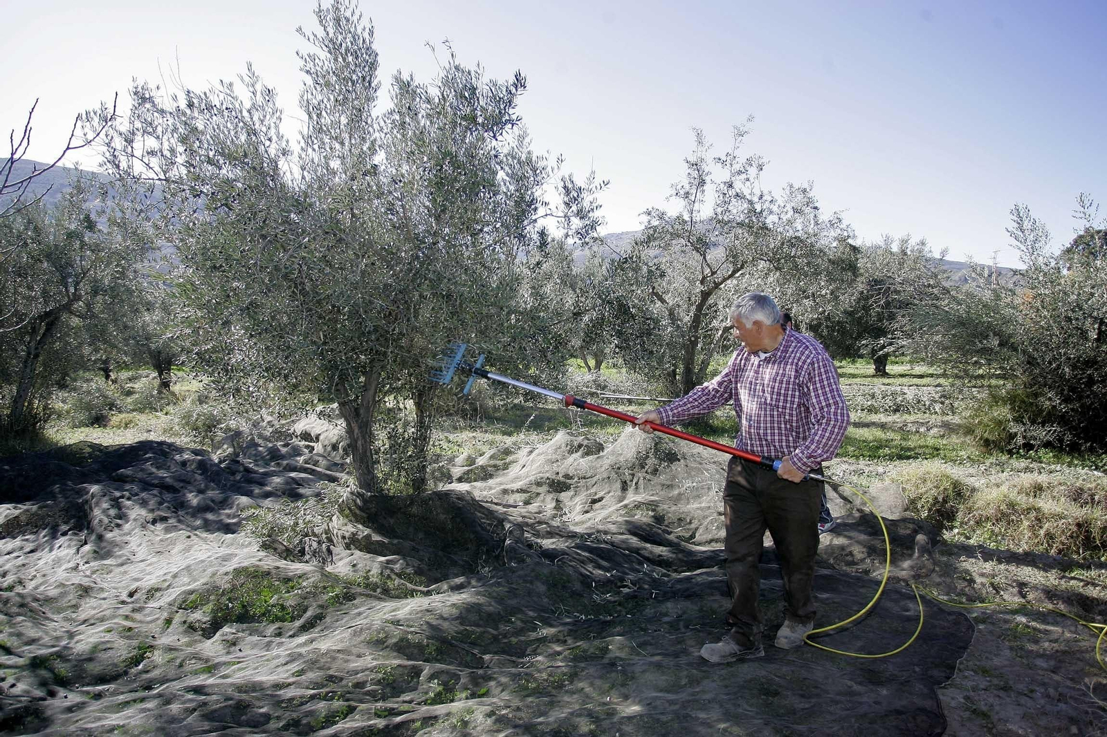 Trabajo en un olivar.