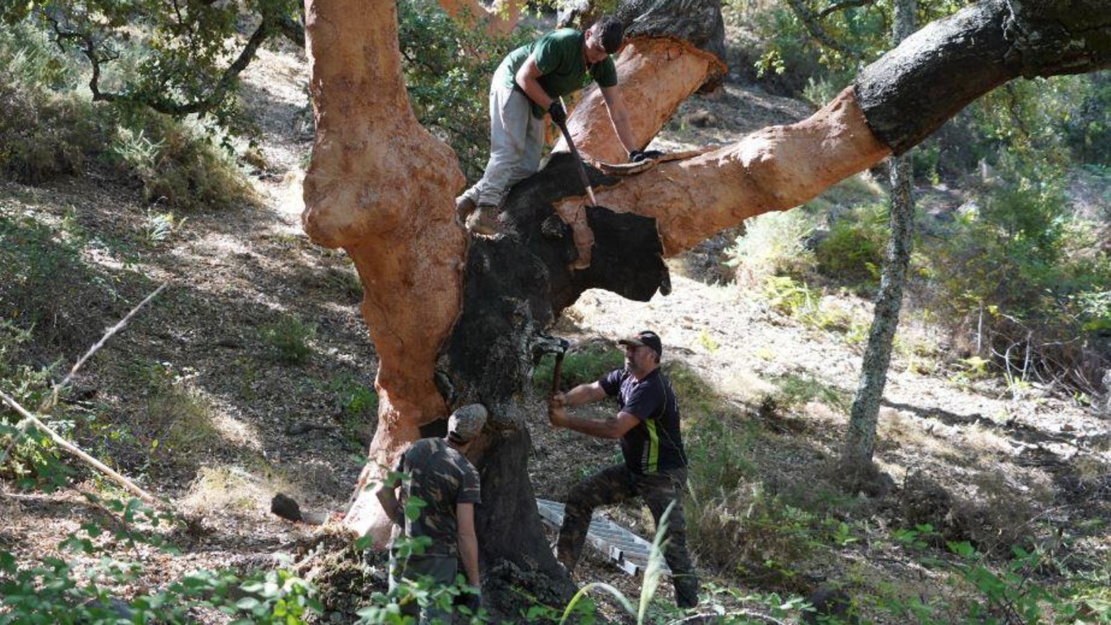 Trabajos de descorche en los montes de Faraján. Trabajos de descorche en los montes de Faraján.