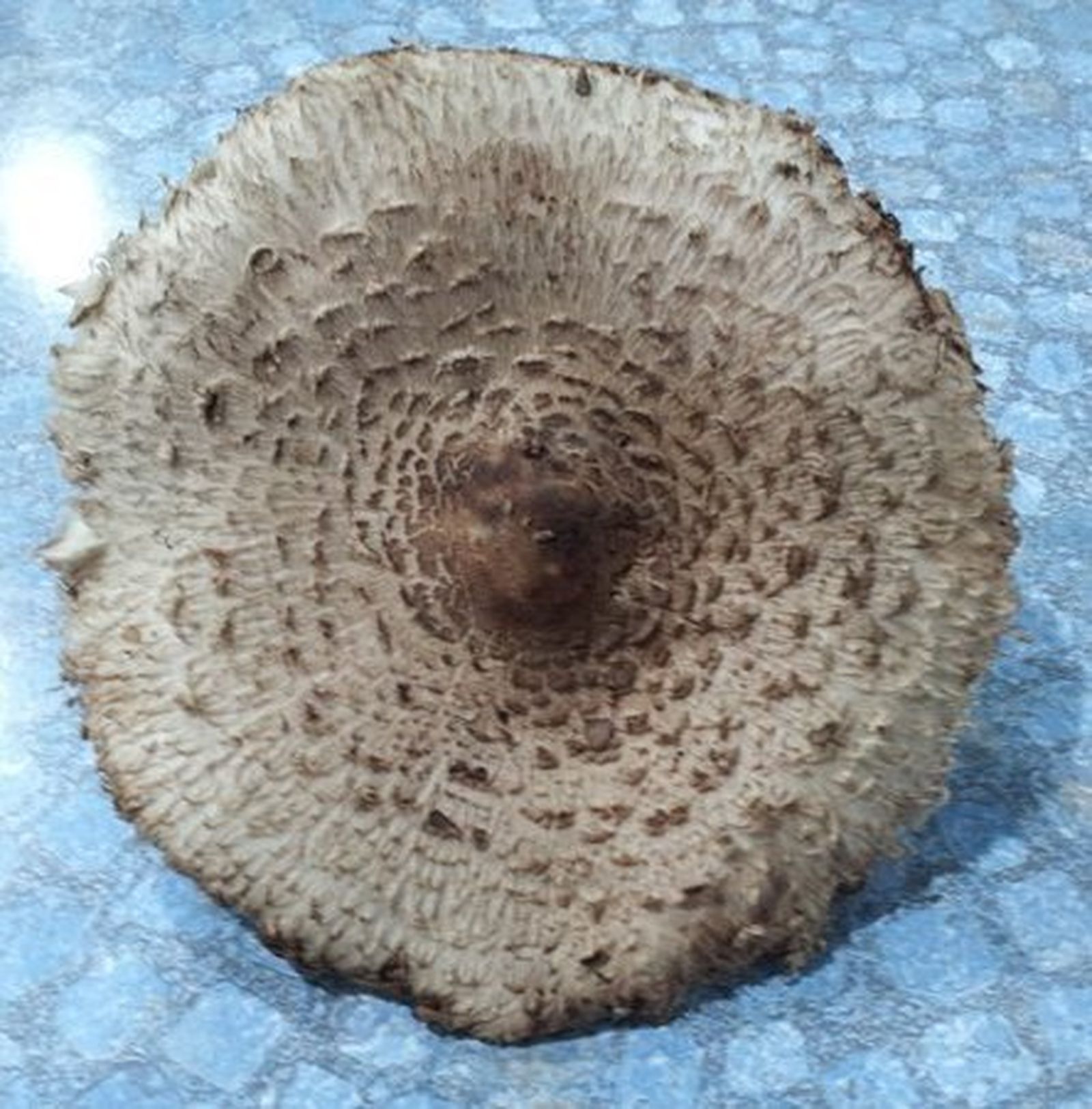 Senderuelas: Marasmius oreades