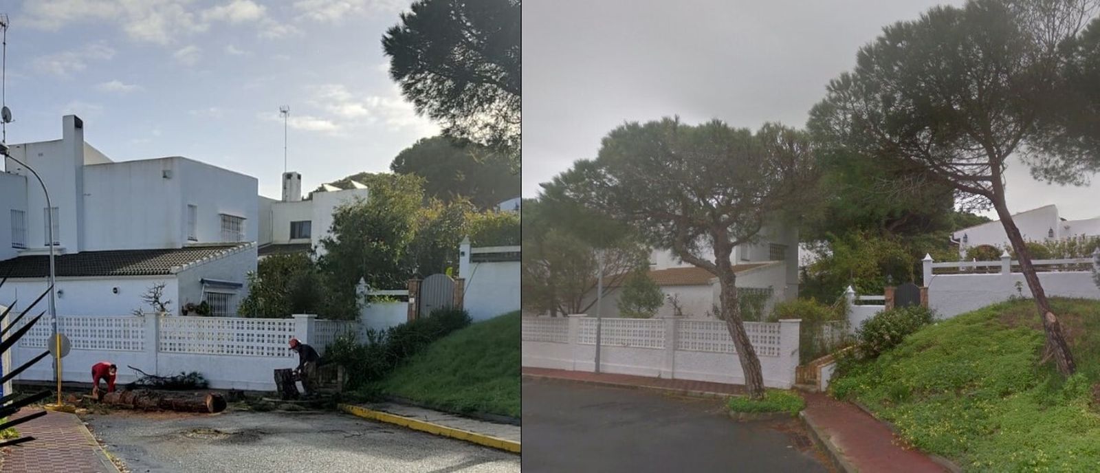 Imagen del antes y el después de algunos de los pinos talados en Matalascañas.