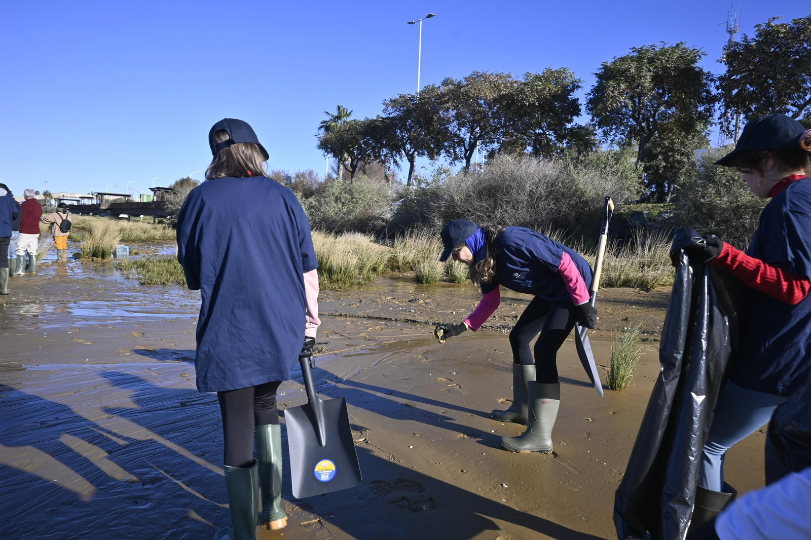 Plantación de la especie autóctona Espartina Marítima en imágenes