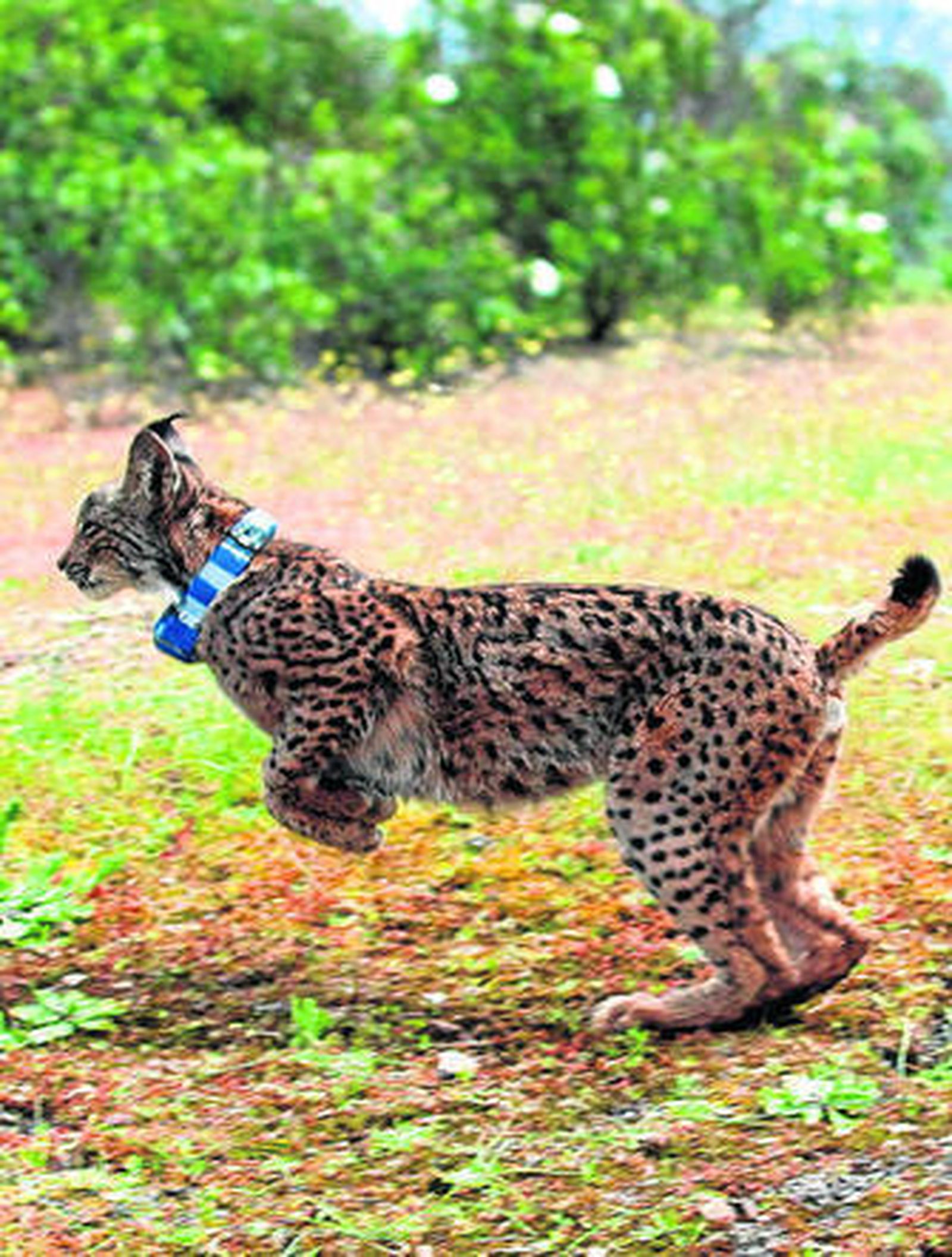 Ejemplar de lince ibérico liberado en Villafranca.