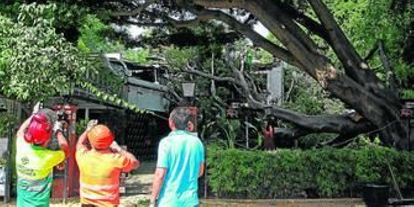 La enorme rama del laurel de indias, caída sobre el techo de la terraza del restaurante La Raza, ayer por la mañana.
