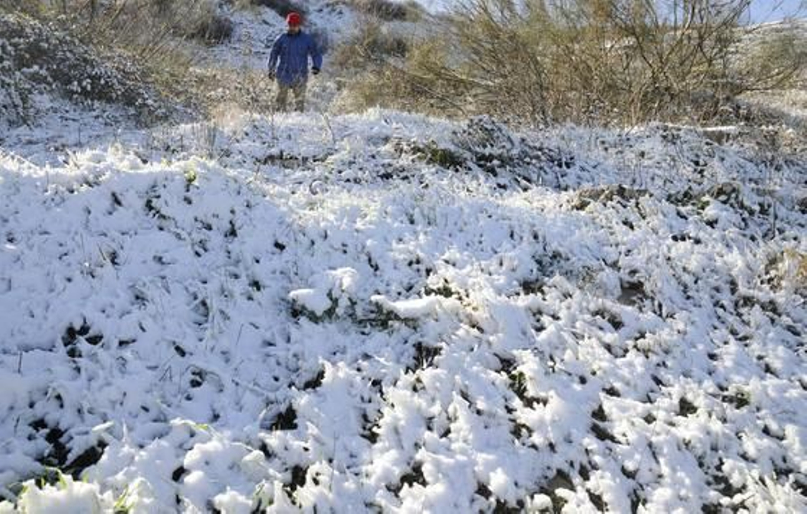 El campo se cubrió totalmente de blanco en la Sierra Norte.

Foto: B.Vargas/Juan Carlos Vázquez