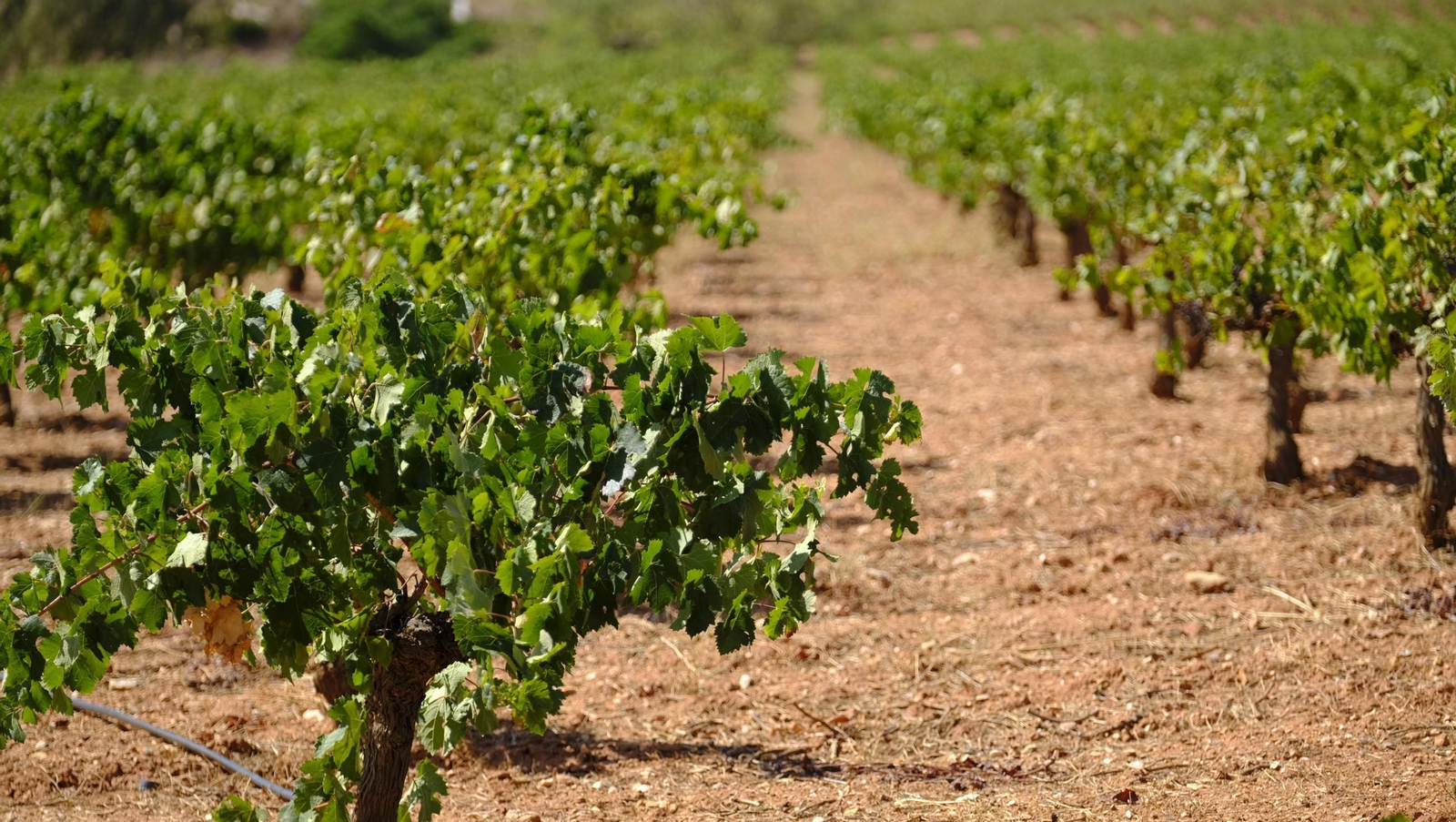 La vendimia en la Bodega Cortijo del Cura de Laujar, en imágenes