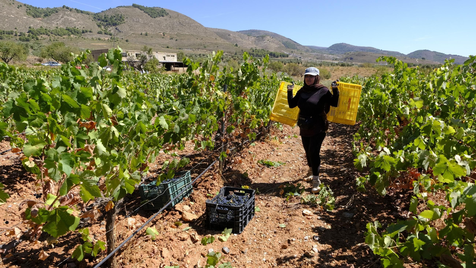 Las imágenes de la vendimia en la zona de Laujar de Andarax