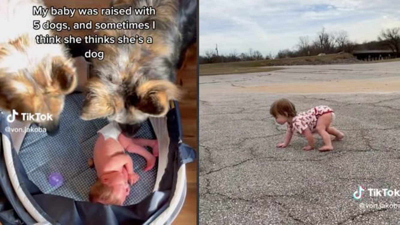 La niña mowgli: crece con perros pastor alemán y tiene la misma personalidad