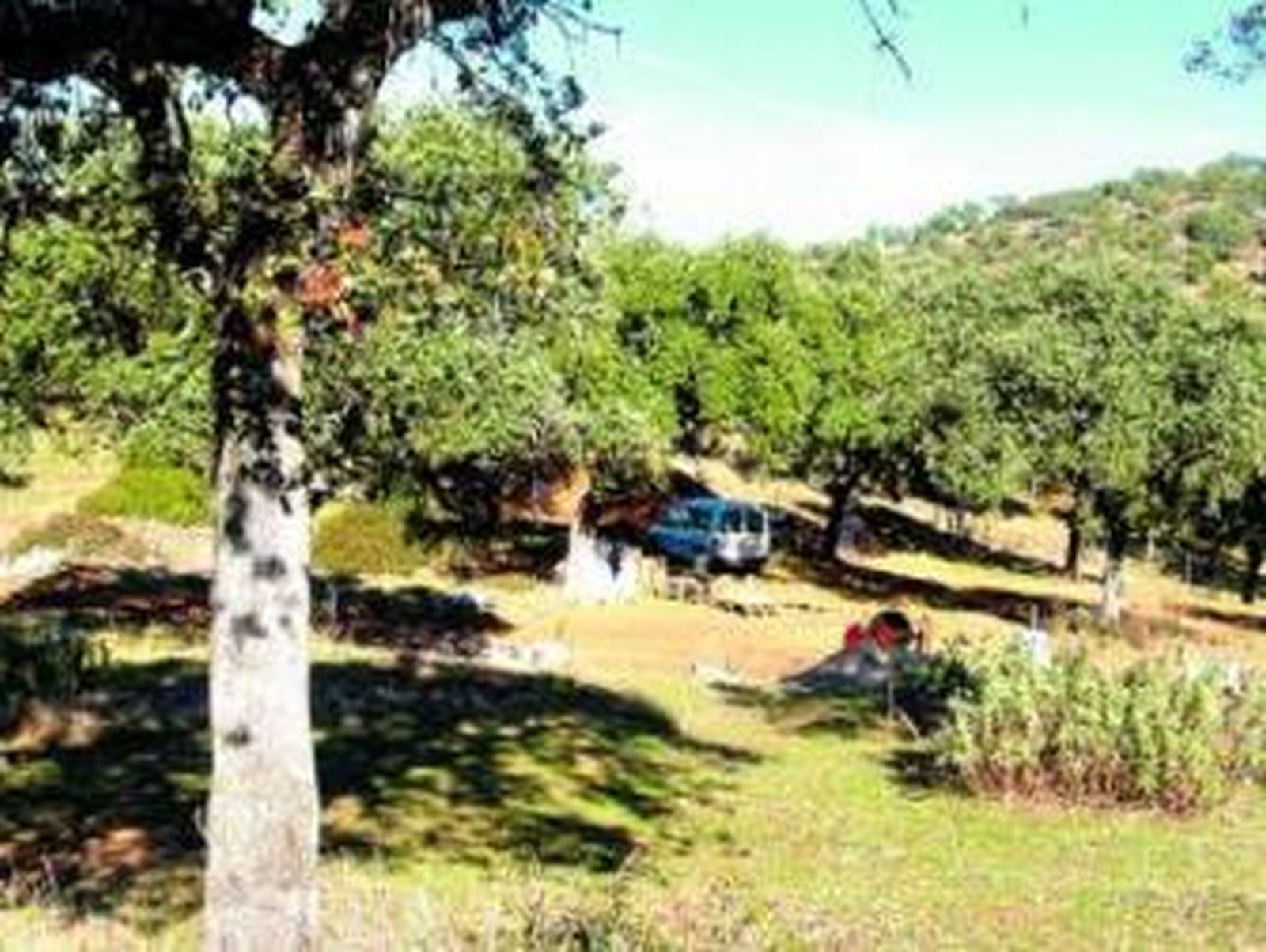 Paisaje de encinas en el Cerro del Trigo.