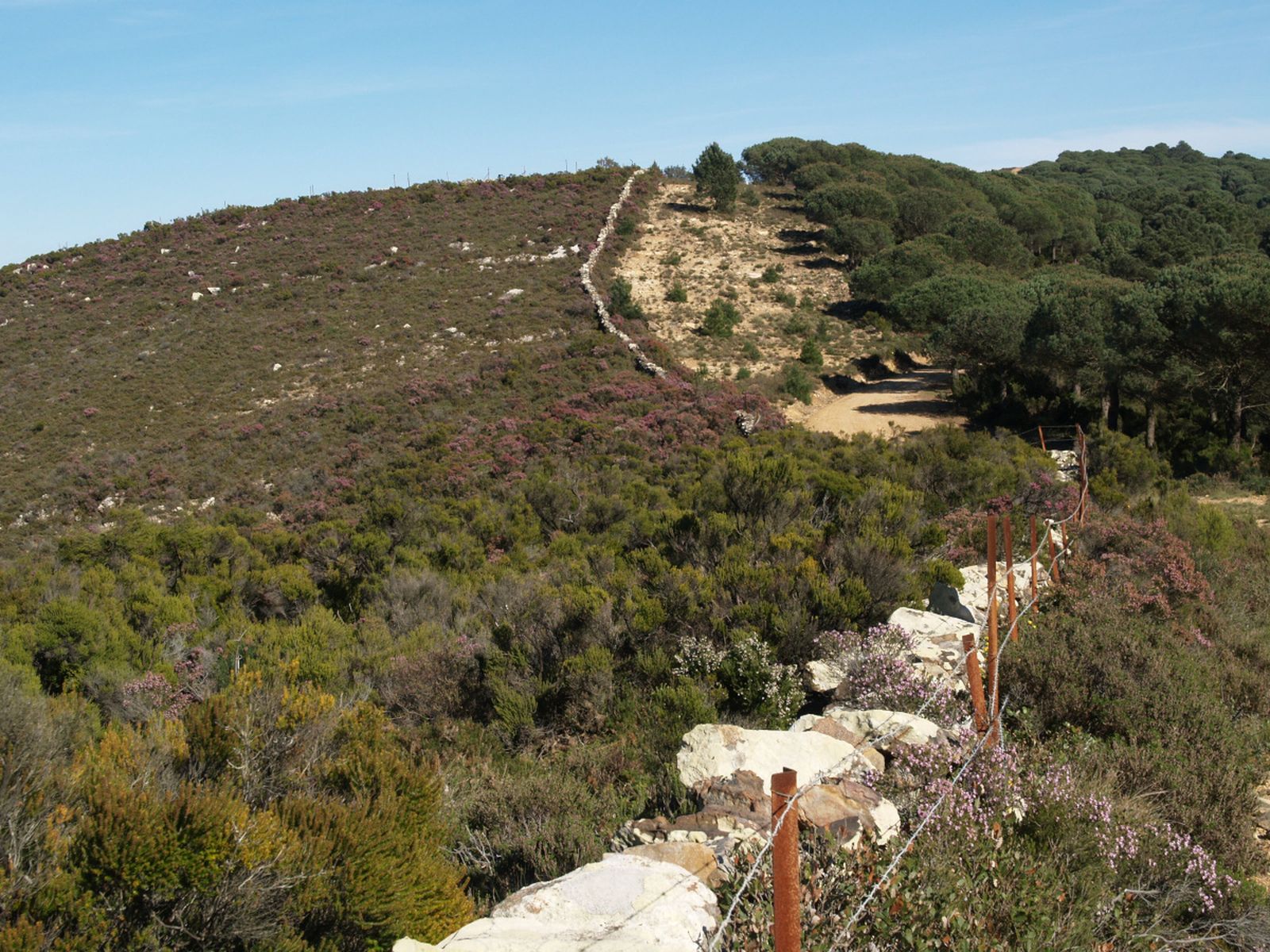 Muro de piedra que separa un ecosistema de herriza de un pinar de forestación.