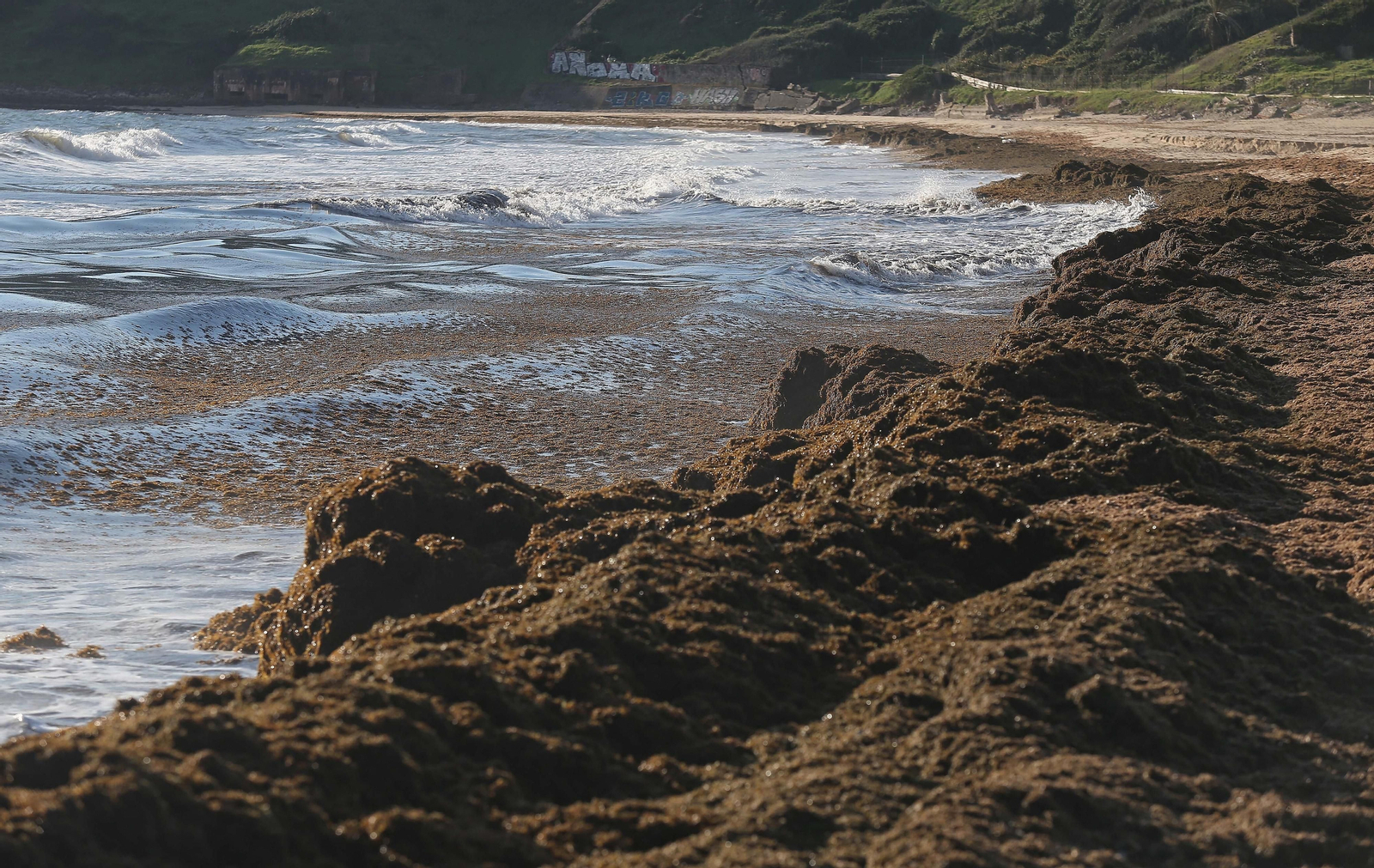 Fotos del alga invasora en la playa de Getares