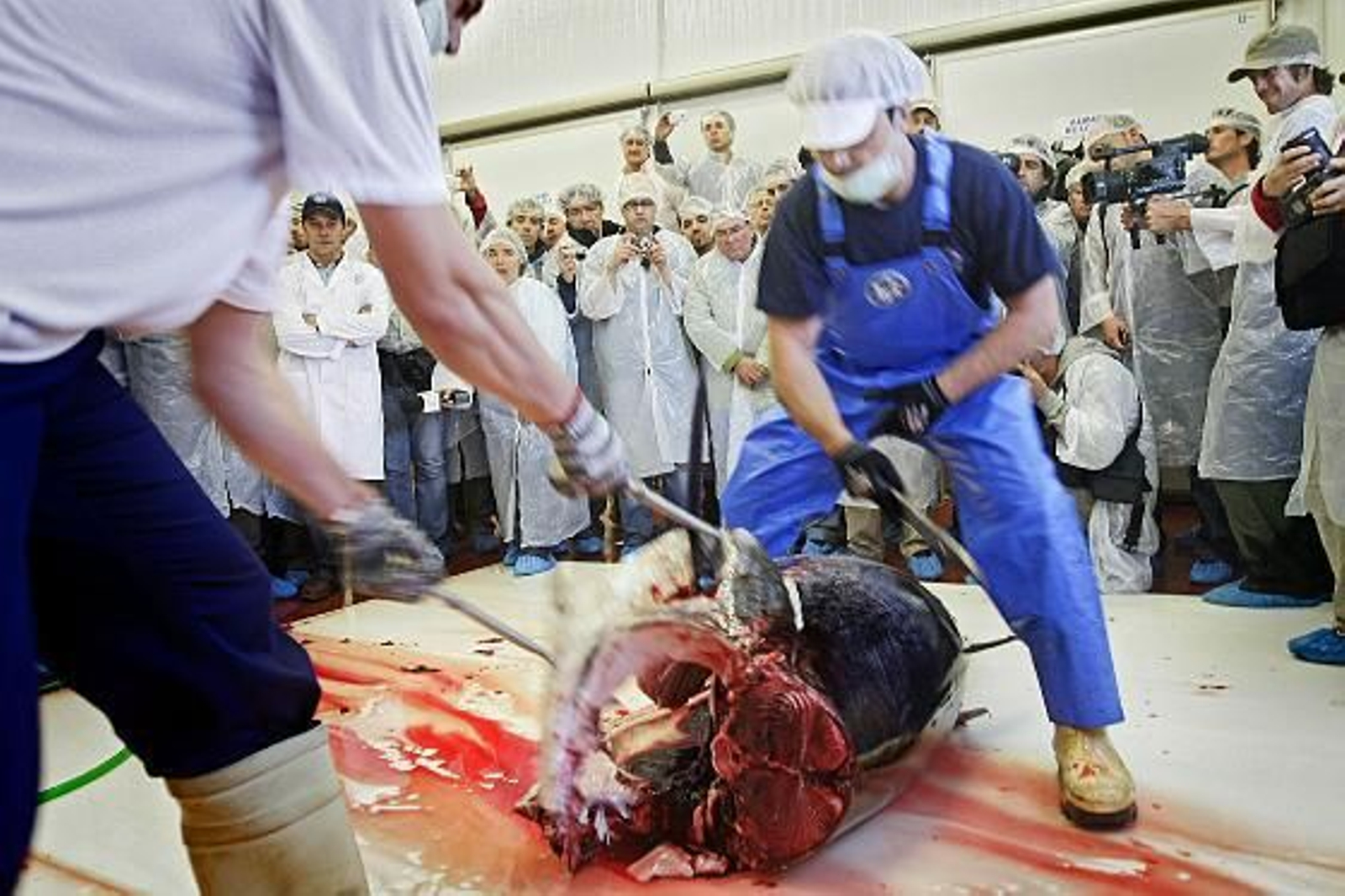 Cincuenta cocineros de elite asisten a la primera levantá en la almadraba de Barbate.

Foto: Julio Gonzalez