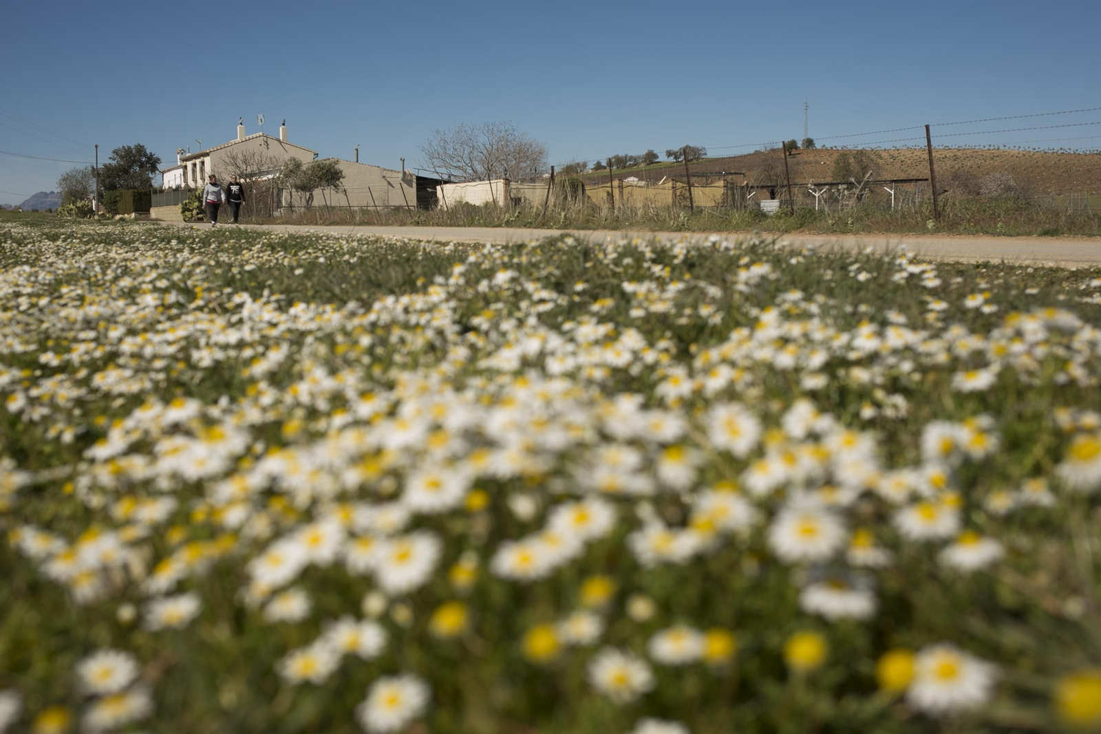 Imágenes de la primavera adelantada en Málaga