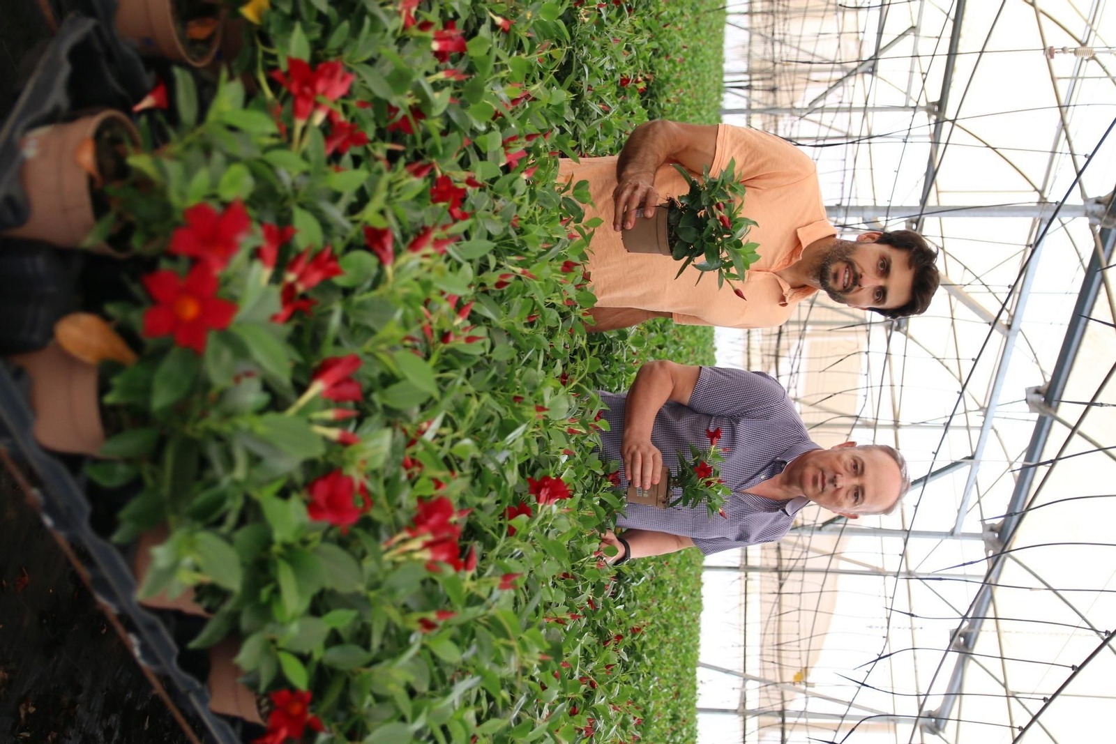 Imágenes de la venta de planta planta ornamental y flor cortada de Vícar